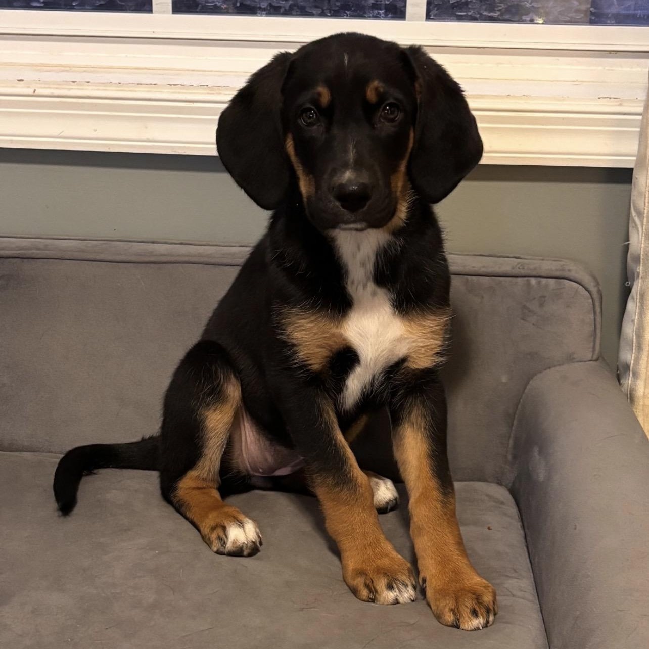 Tumbili, Adoptable, Puppy Female Australian Shepherd.