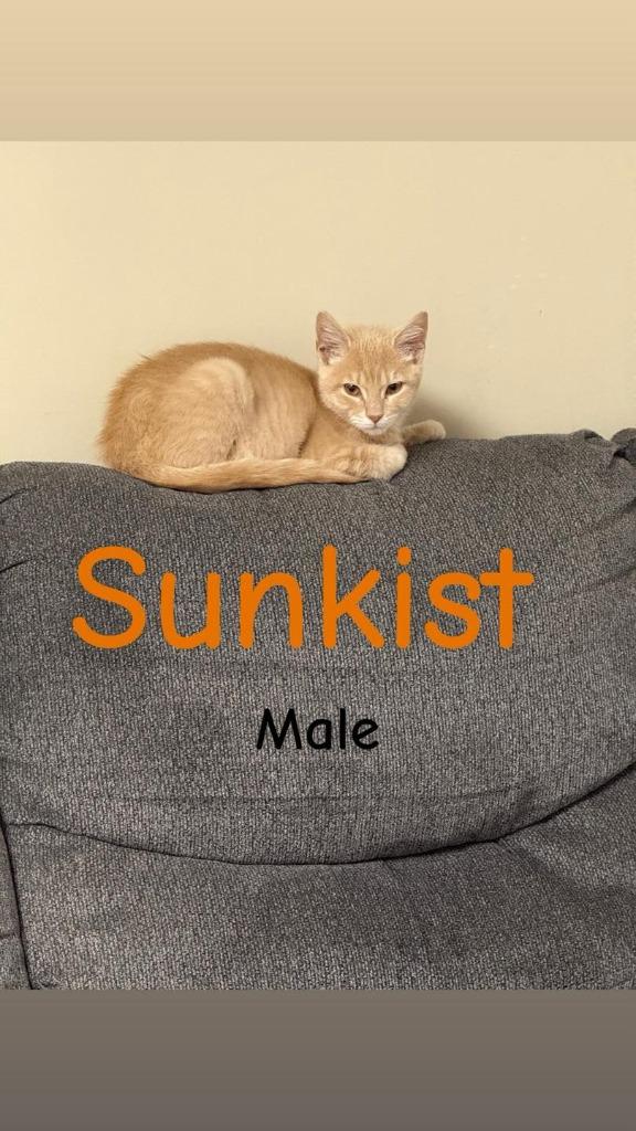 Sunkist, Adoptable, Young Male Domestic Short Hair.