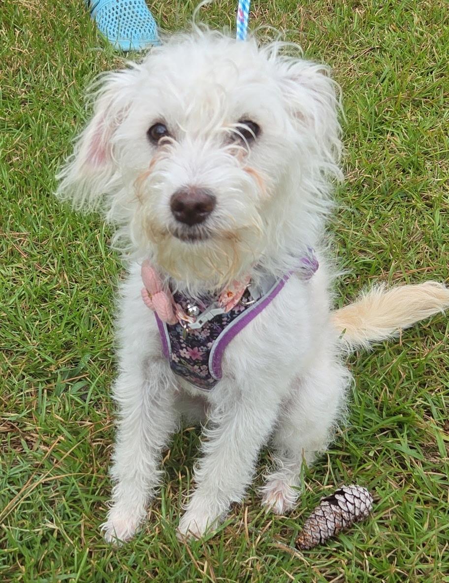 Stormy, ADOPTABLE, Young Female Terrier.