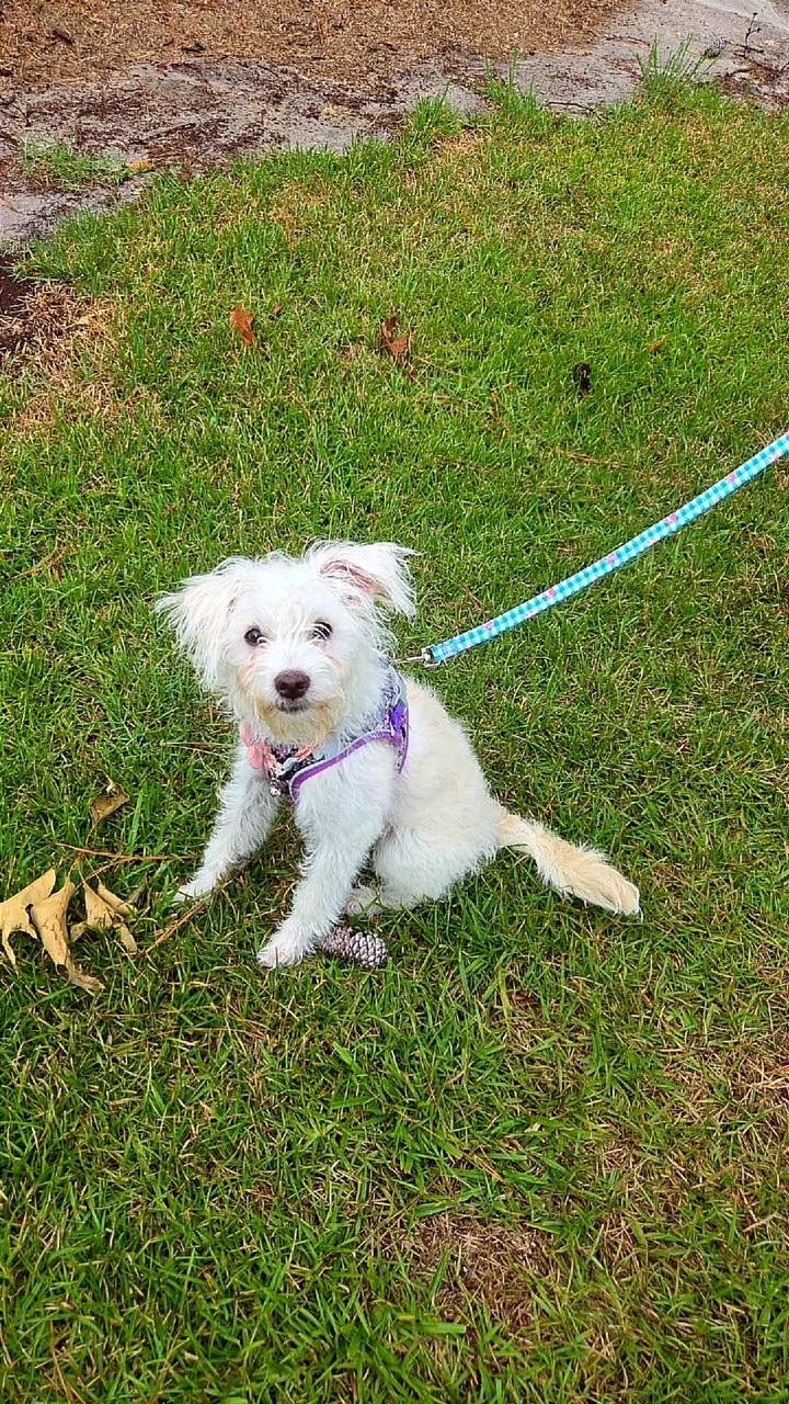 Stormy, a ADOPTABLE mixed breed in Dunn, NC image 2/3