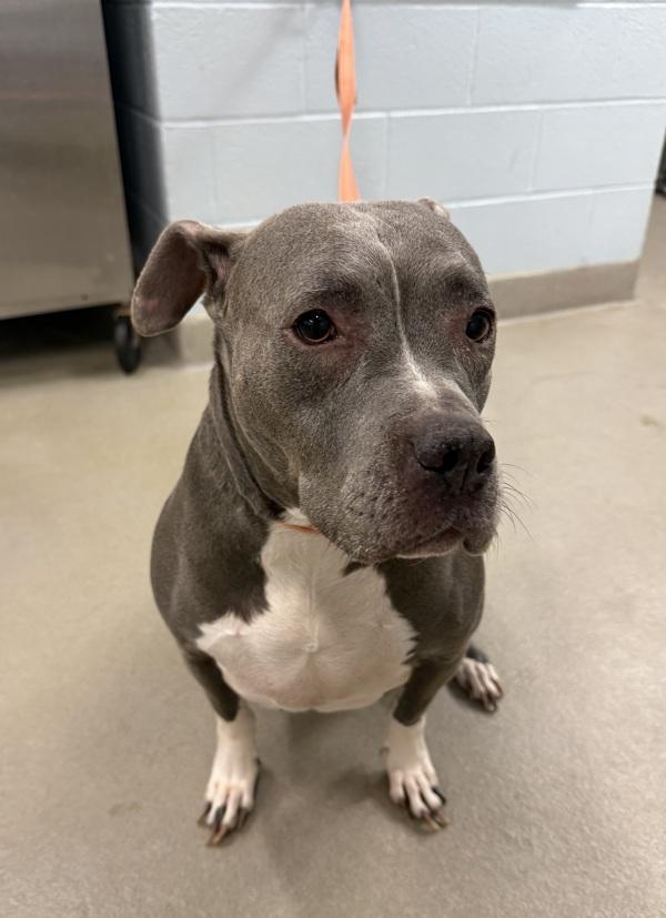 Meva, Adoptable, Senior Female Pit Bull Terrier.