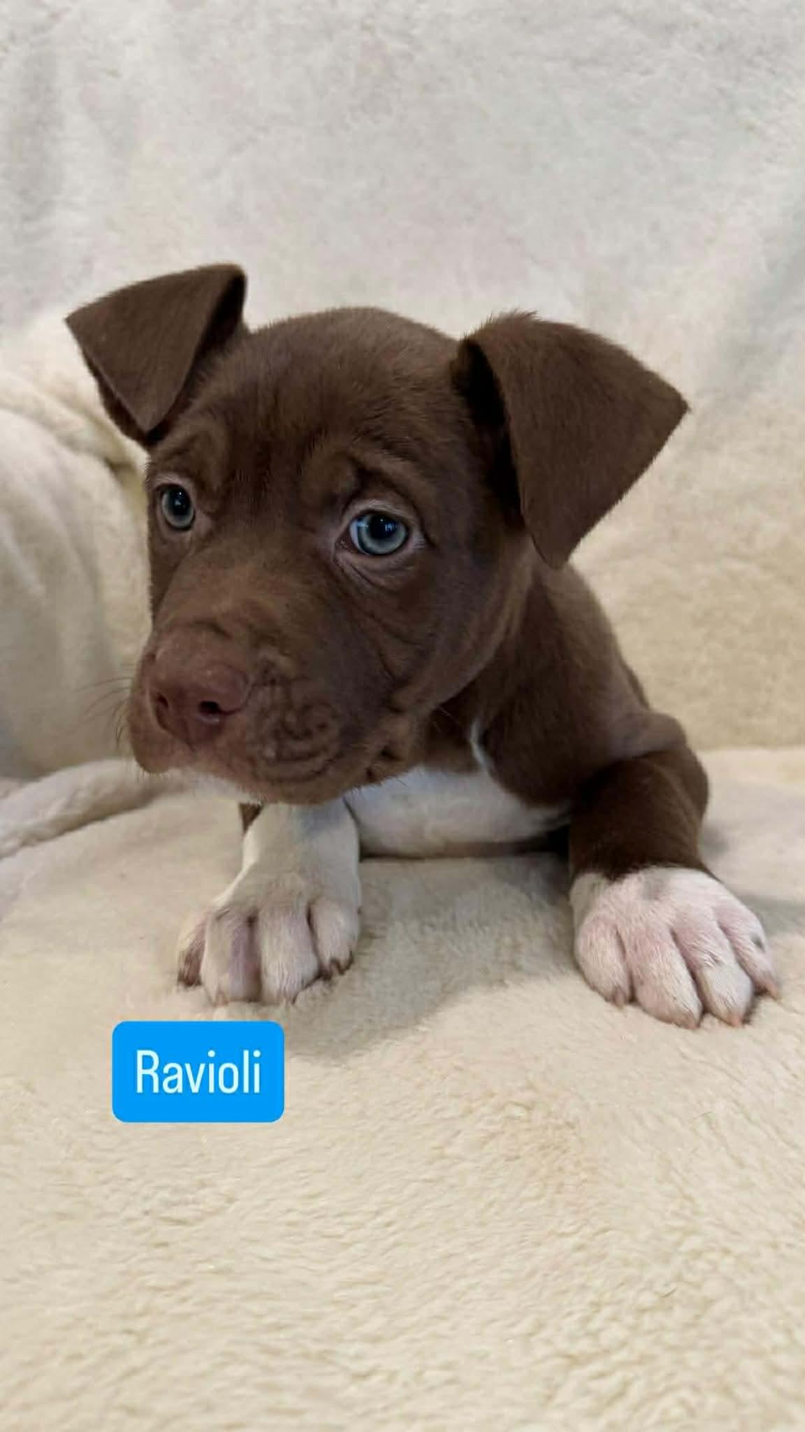 Ravioli, an adopted mixed breed in Wichita Falls, TX image 1/2