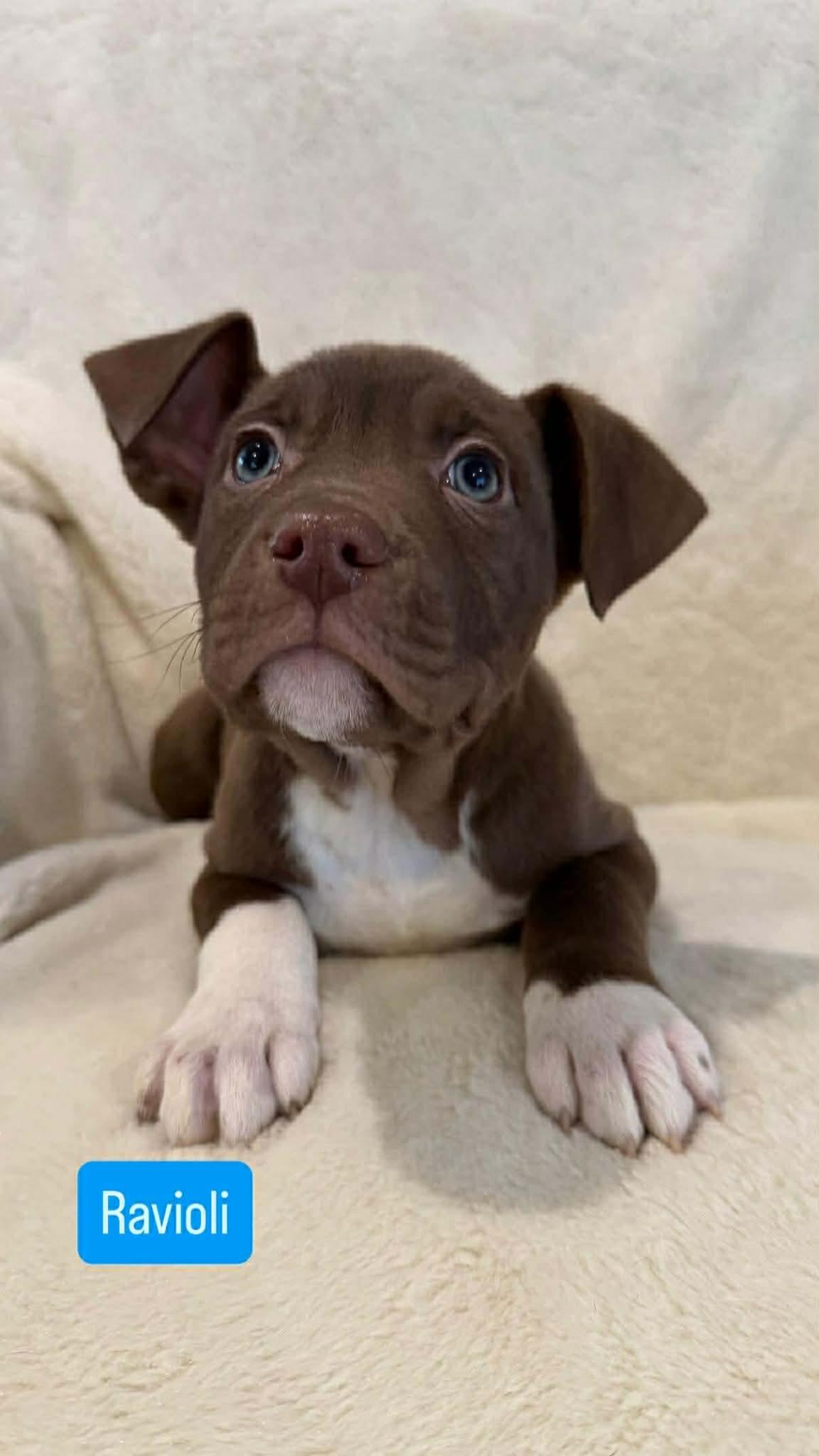 Ravioli, an adopted mixed breed in Wichita Falls, TX image 2/2