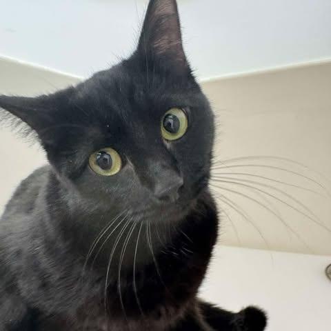 Peppa, Adoptable, Adult Female Domestic Short Hair.