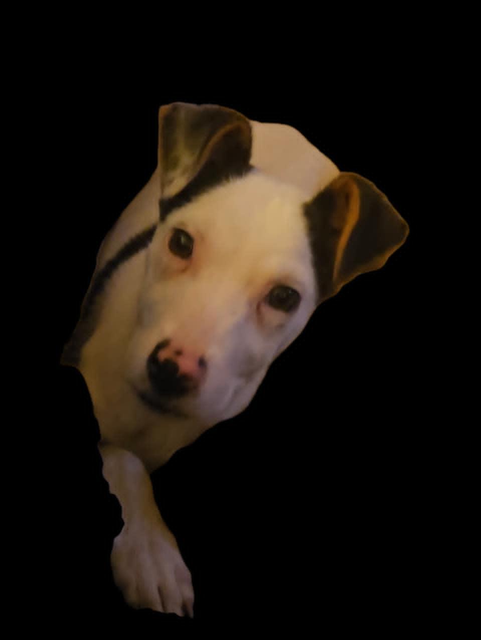 Salt, ADOPTABLE, Young Male Mixed Breed.