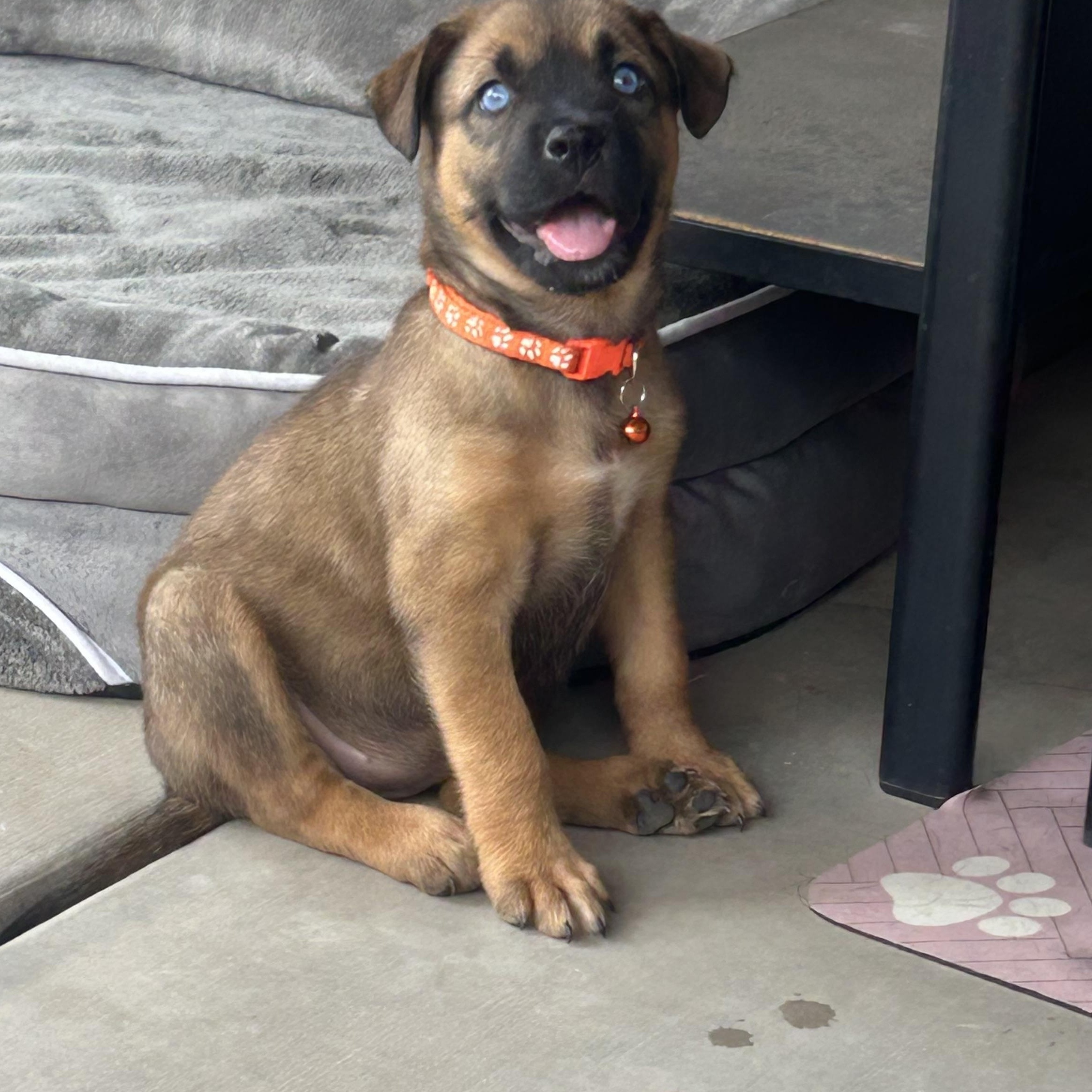 Mango, an adopted mixed breed in Phoenix, AZ image 4/4