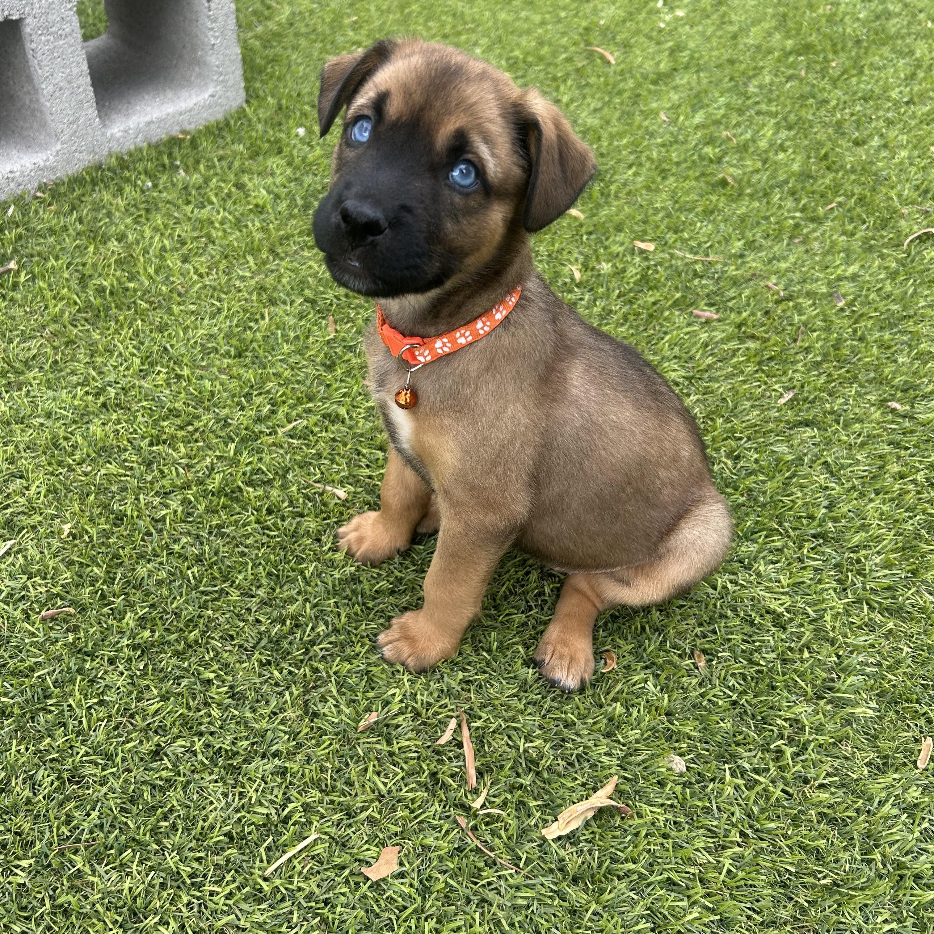 Mango, adopted, Puppy Female Shepherd & Australian Shepherd.