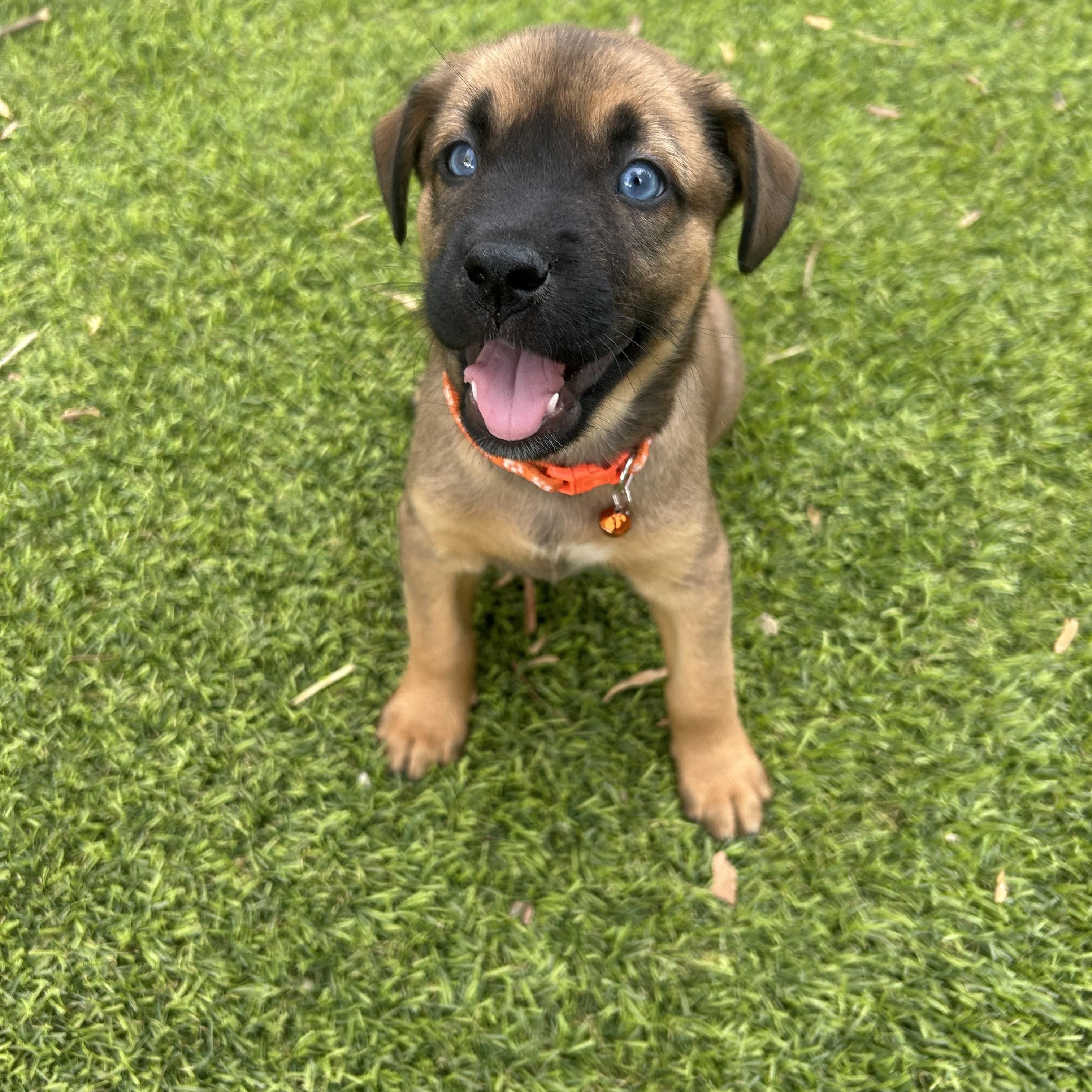 Mango, an adopted mixed breed in Phoenix, AZ image 2/4