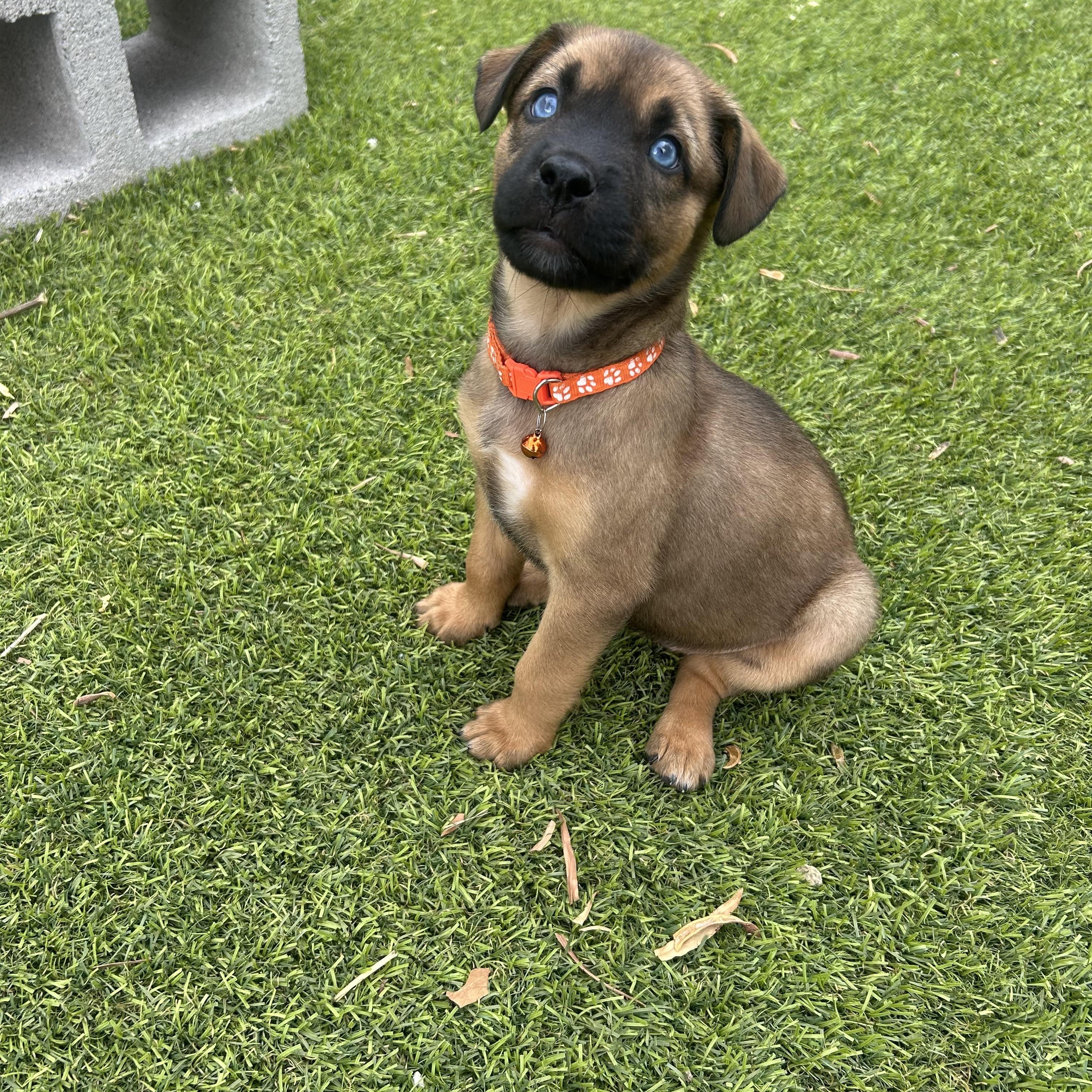 Mango, an adopted mixed breed in Phoenix, AZ image 3/4