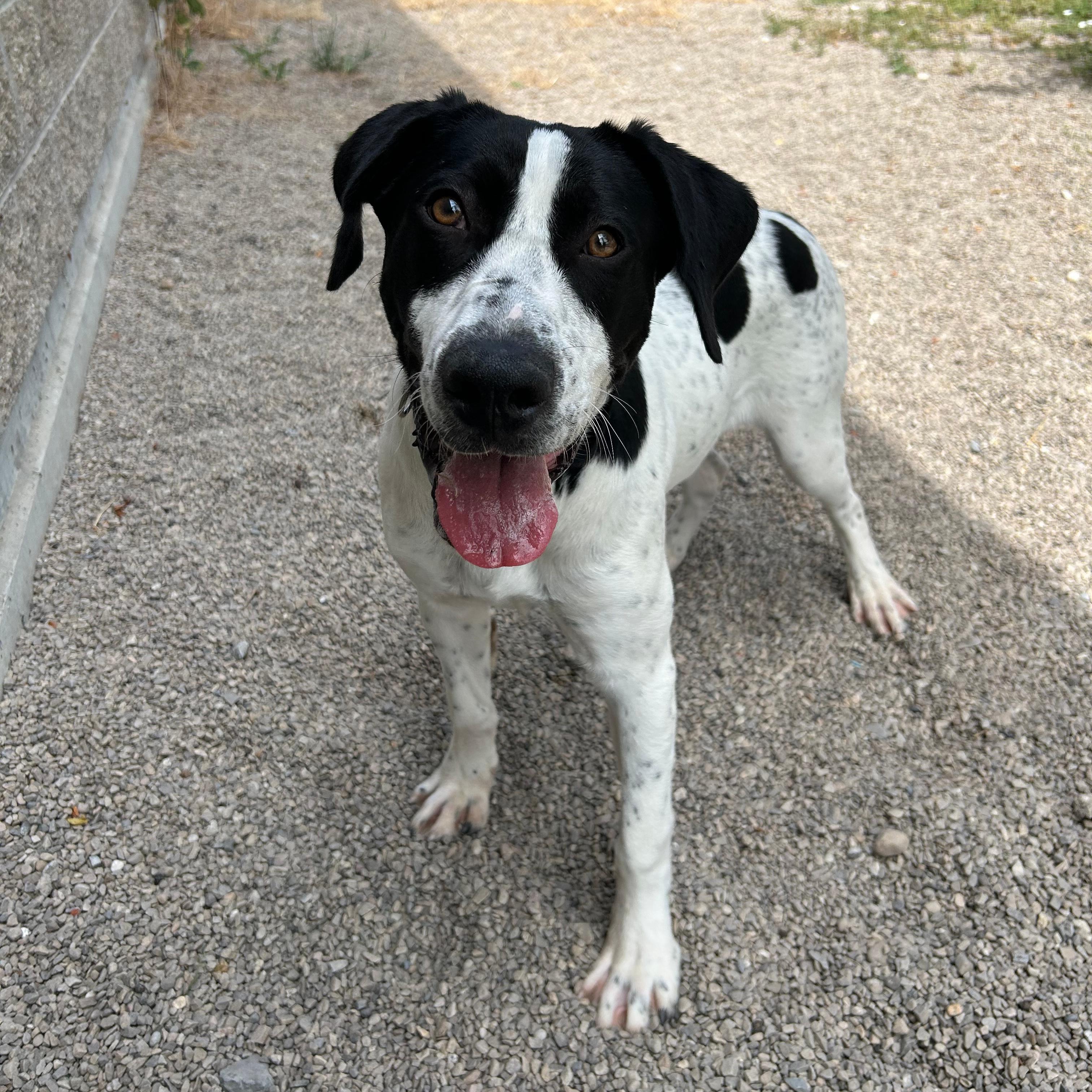 Cowboy, ADOPTABLE, Young Male Pointer & Hound.