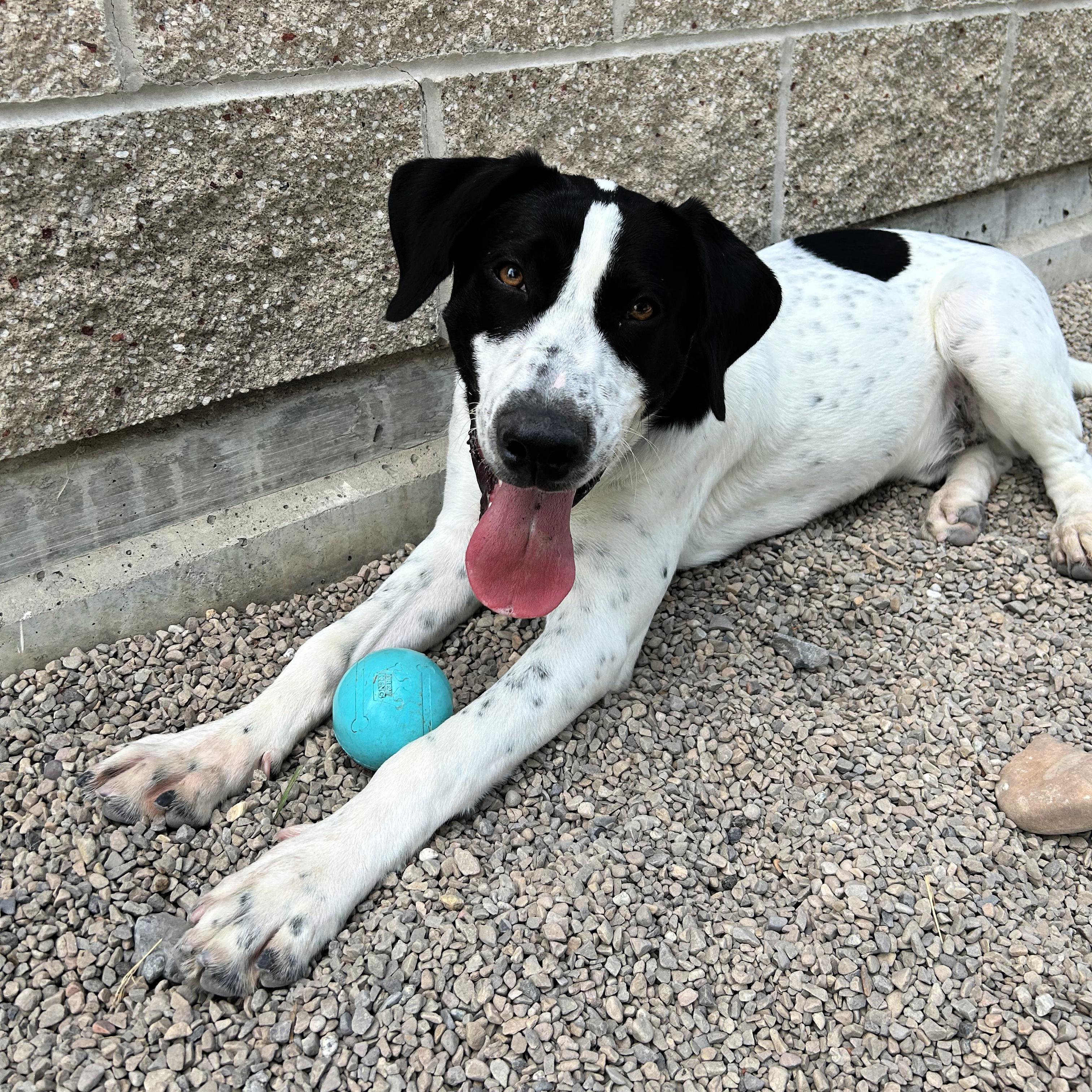 Cowboy, a ADOPTABLE mixed breed in Lindon, UT image 3/6