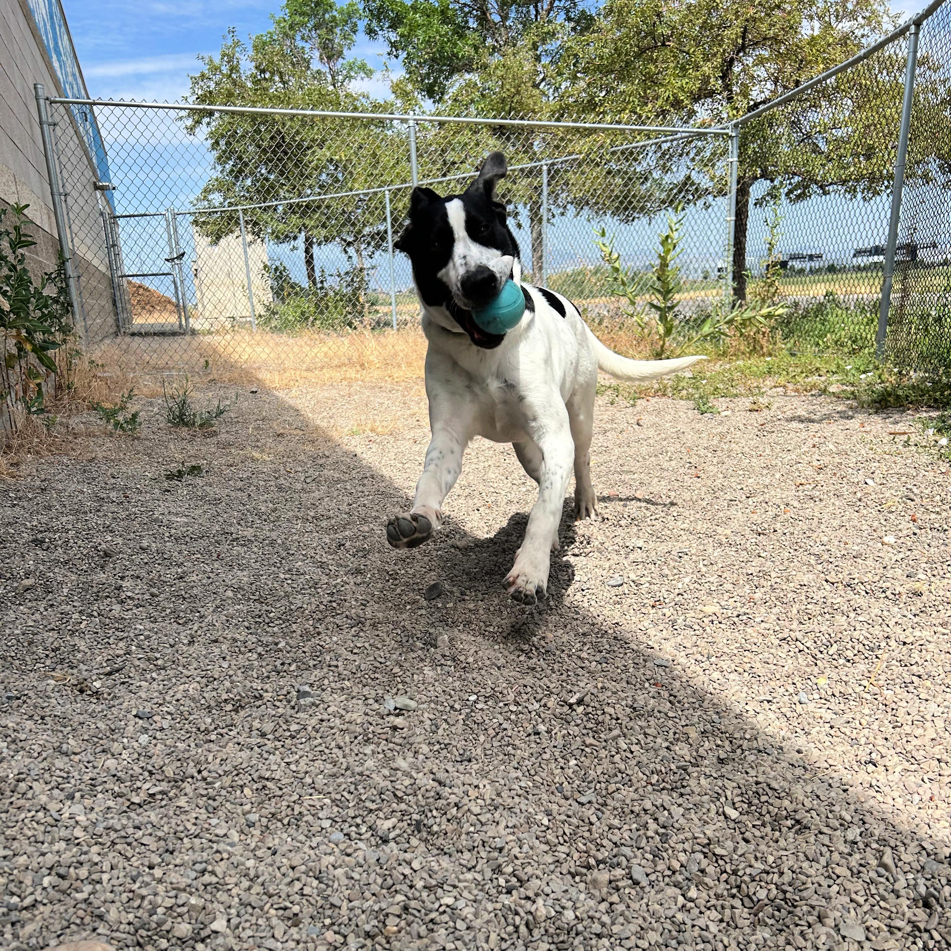 Cowboy, a ADOPTABLE mixed breed in Lindon, UT image 2/6
