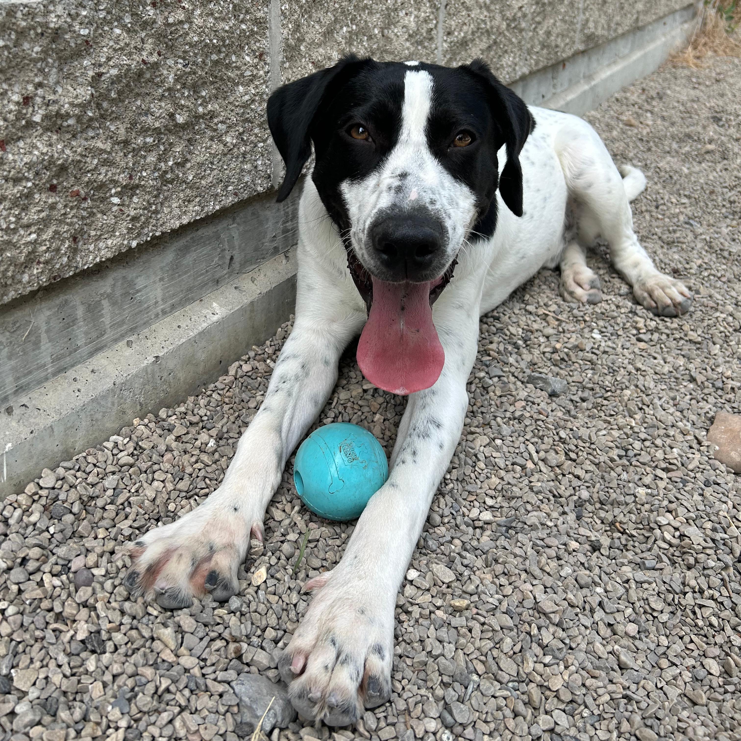 Cowboy, a ADOPTABLE mixed breed in Lindon, UT image 5/6