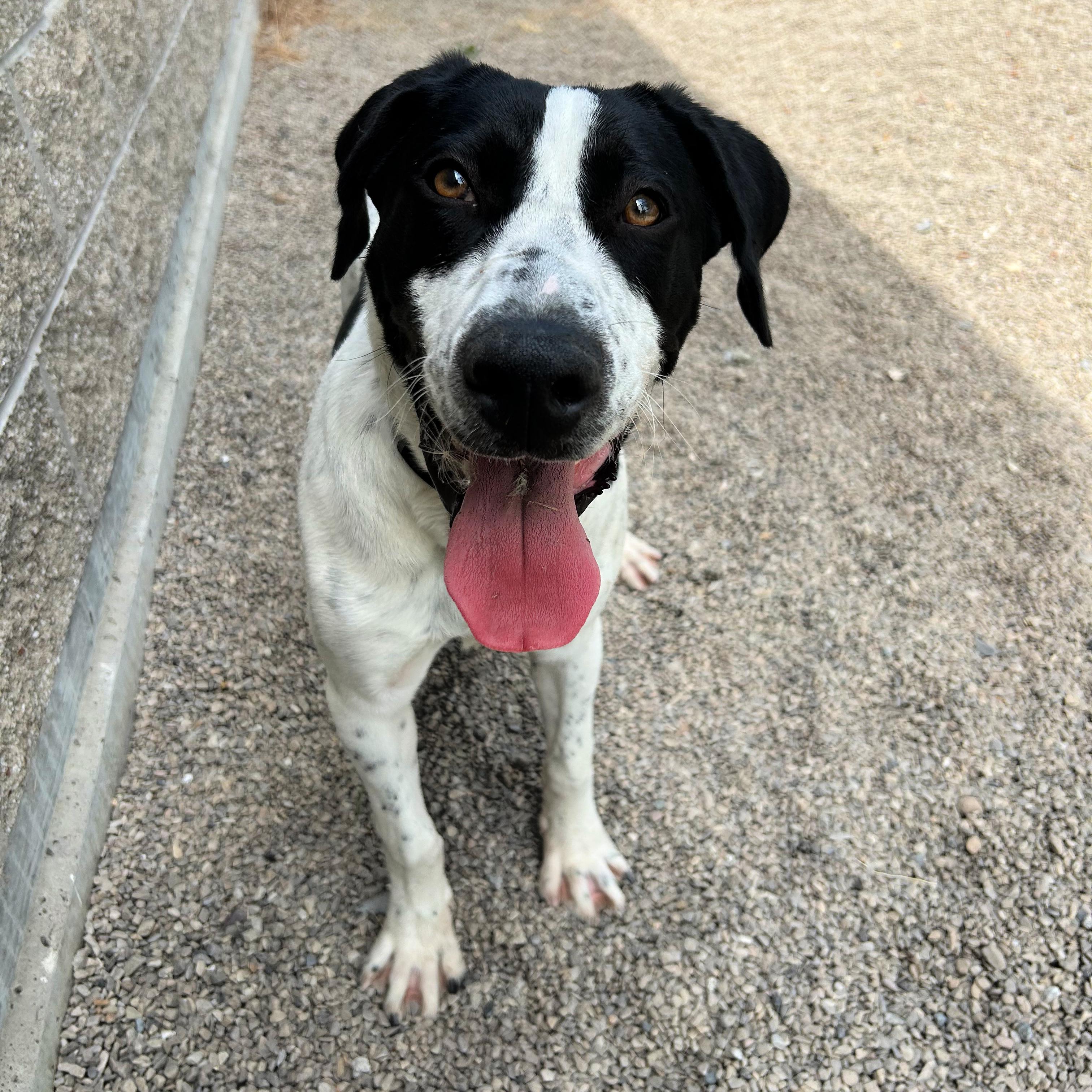 Cowboy, a ADOPTABLE mixed breed in Lindon, UT image 4/6