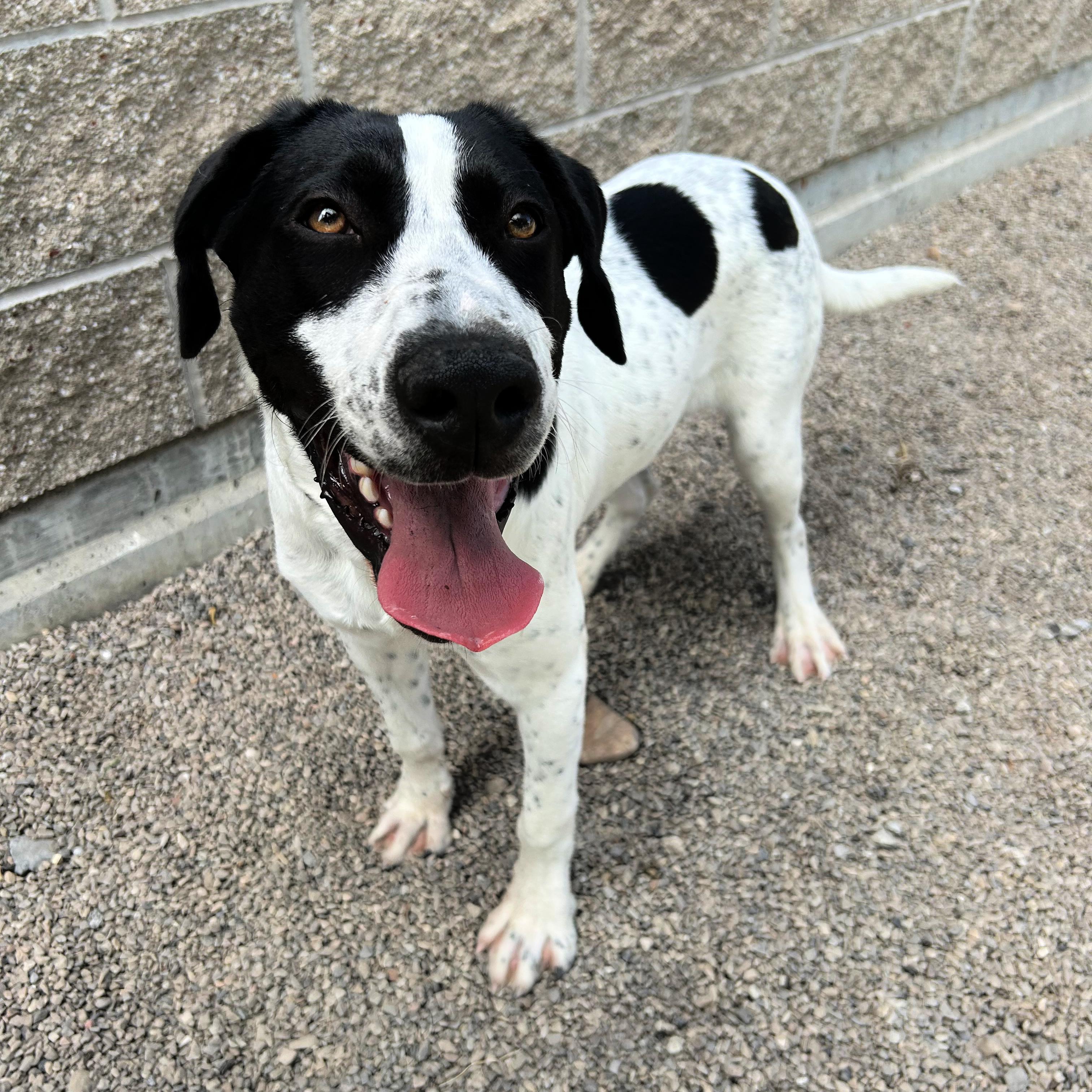 Cowboy, a ADOPTABLE mixed breed in Lindon, UT image 6/6