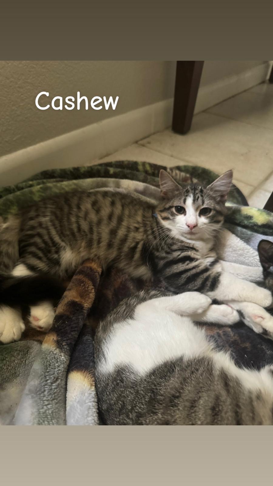 Cashew, Adoptable, Young Male Domestic Short Hair.
