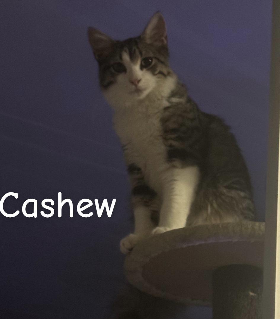 Enlarge Cashew, a Adoptable Domestic Short Hair in St Petersburg, FL image 2/2