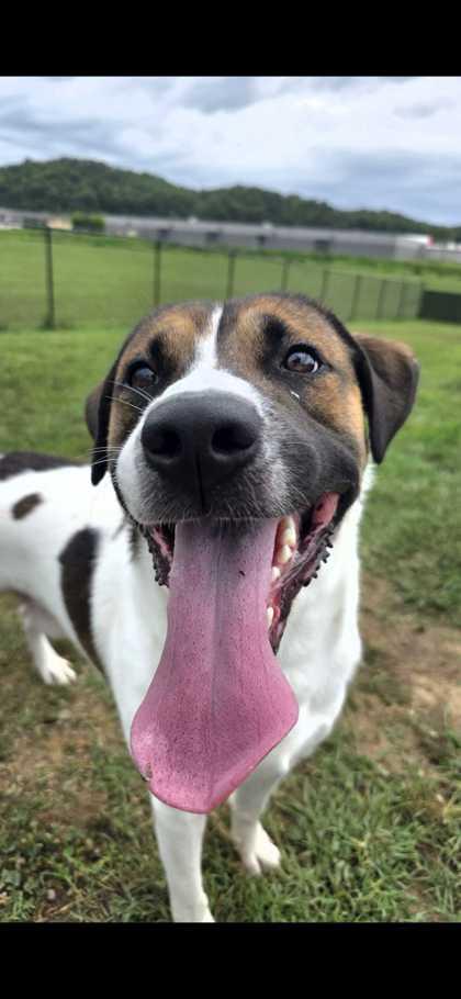 Myloh, Adoptable, Adult Male Hound & Mixed Breed.