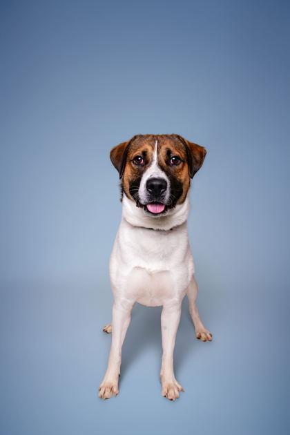 Enlarge Myloh, a Adoptable mixed breed in Sevierville, TN image 2/3