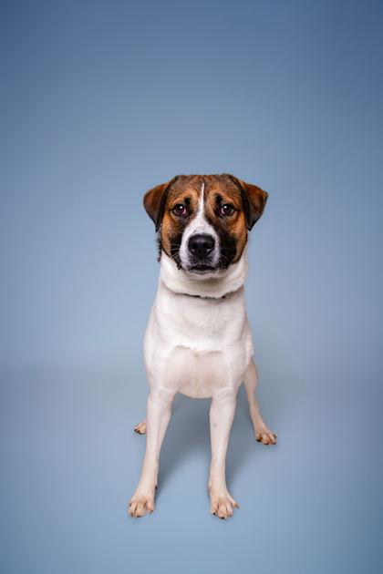 Enlarge Myloh, a Adoptable mixed breed in Sevierville, TN image 3/3
