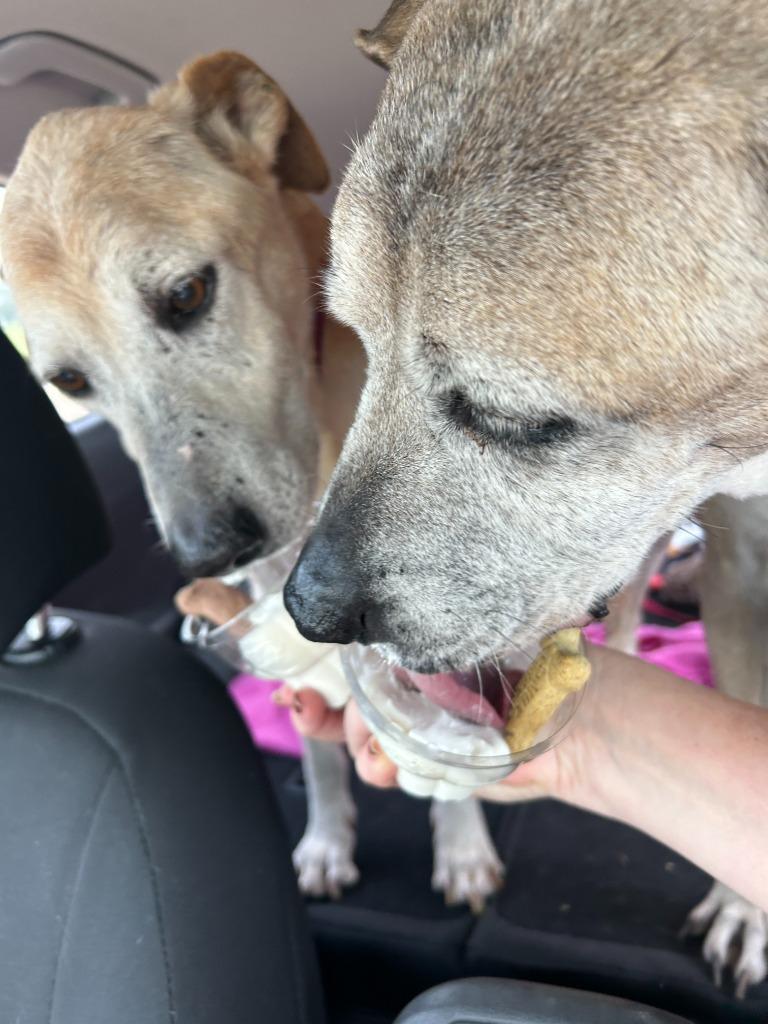 Enlarge Buster Frosty (Saint), a Adoptable Labrador Retriever in Bellevue, WA image 1/6