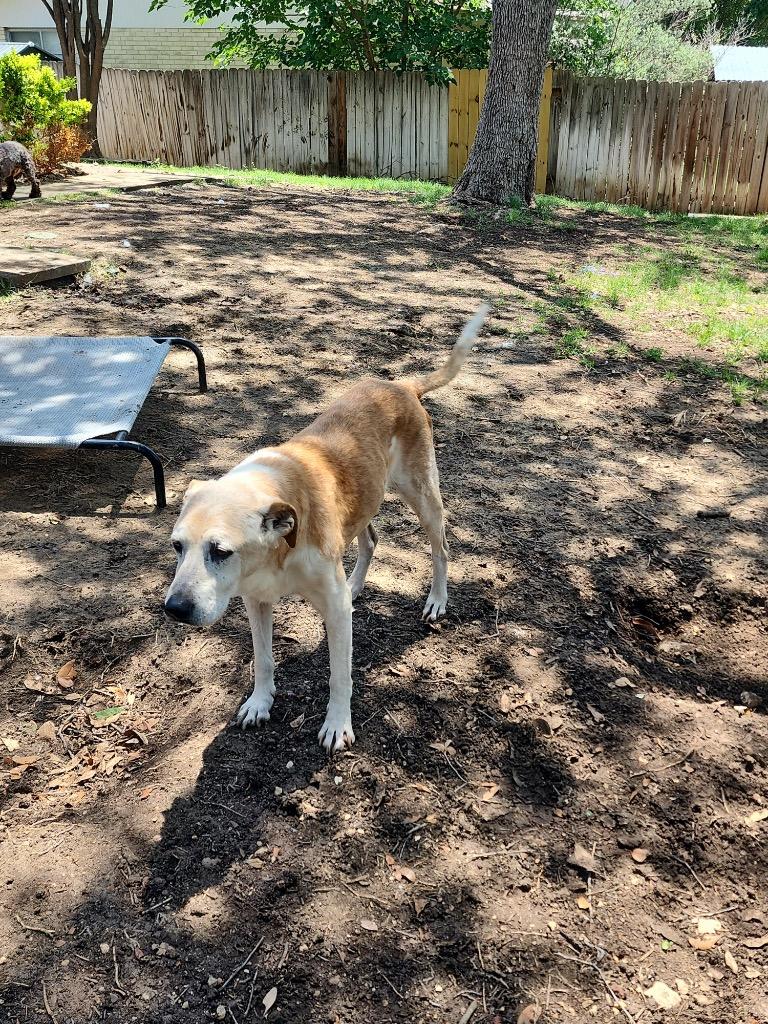 Buster Frosty (Saint), Adoptable, Senior Male Labrador Retriever.