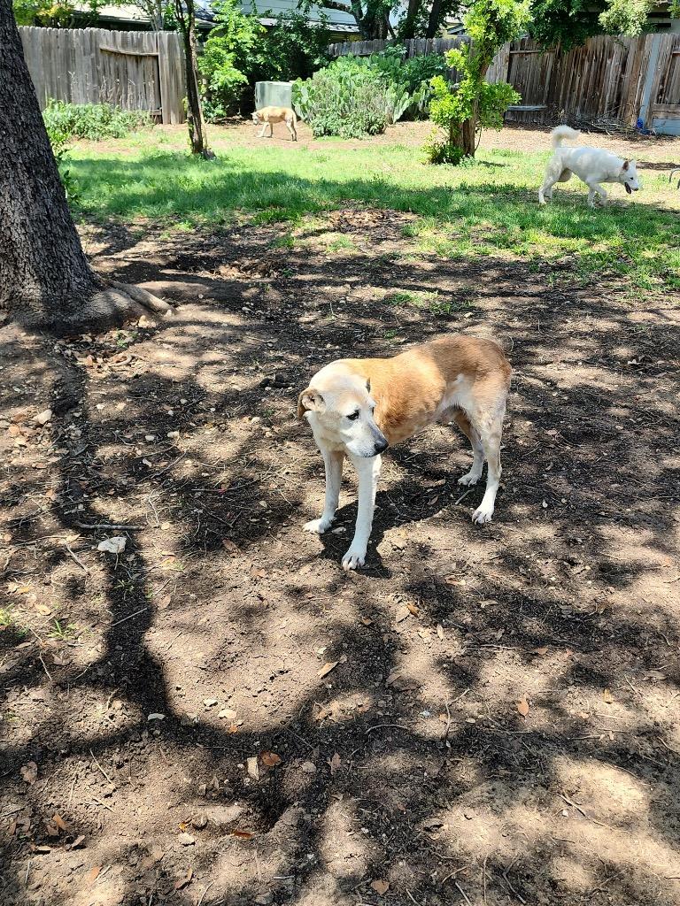 Enlarge Buster Frosty (Saint), a Adoptable Labrador Retriever in Bellevue, WA image 3/6