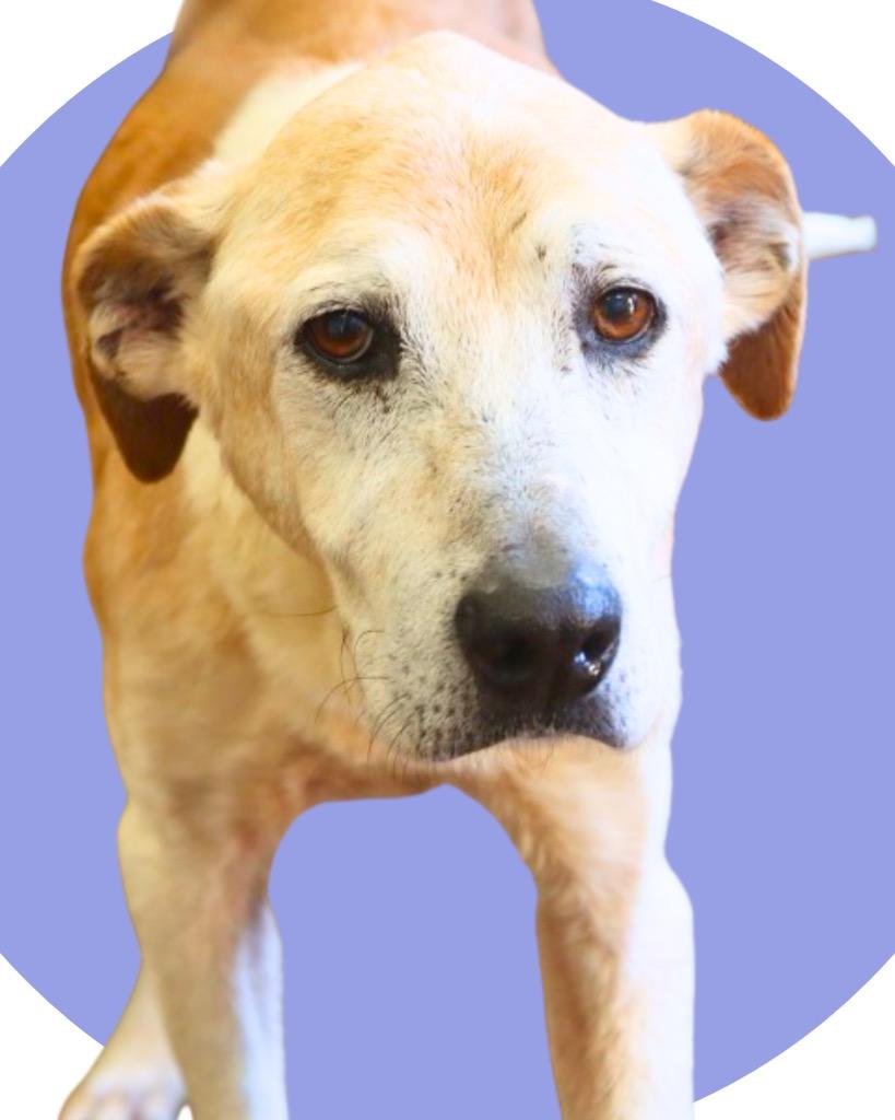 Enlarge Buster Frosty (Saint), a Adoptable Labrador Retriever in Bellevue, WA image 4/6