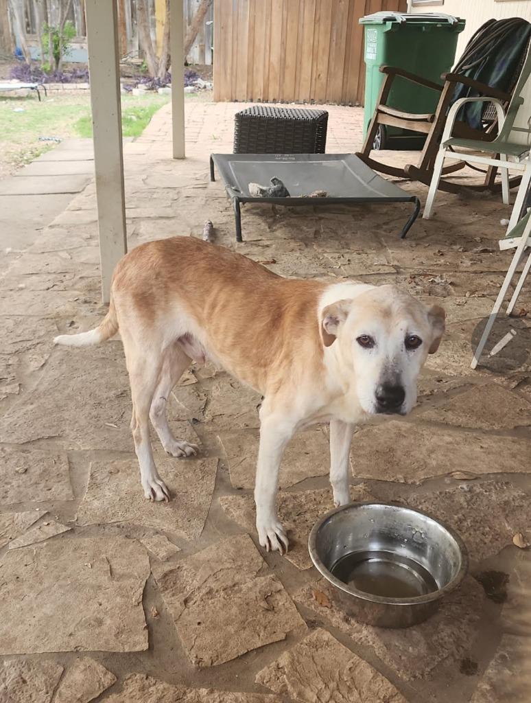 Enlarge Buster Frosty (Saint), a Adoptable Labrador Retriever in Bellevue, WA image 6/6
