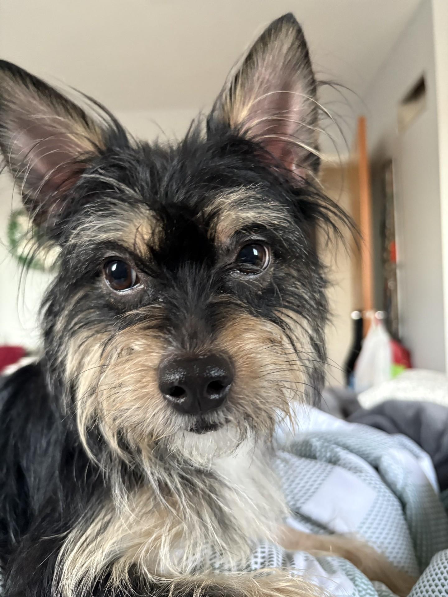 Cocoa, Adopted, Young Female Silky Terrier.