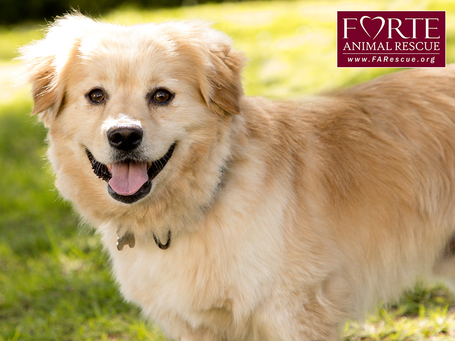 Simon, an adoptable Corgi, Golden Retriever in Marina Del Rey, CA, 90292 | Photo Image 1