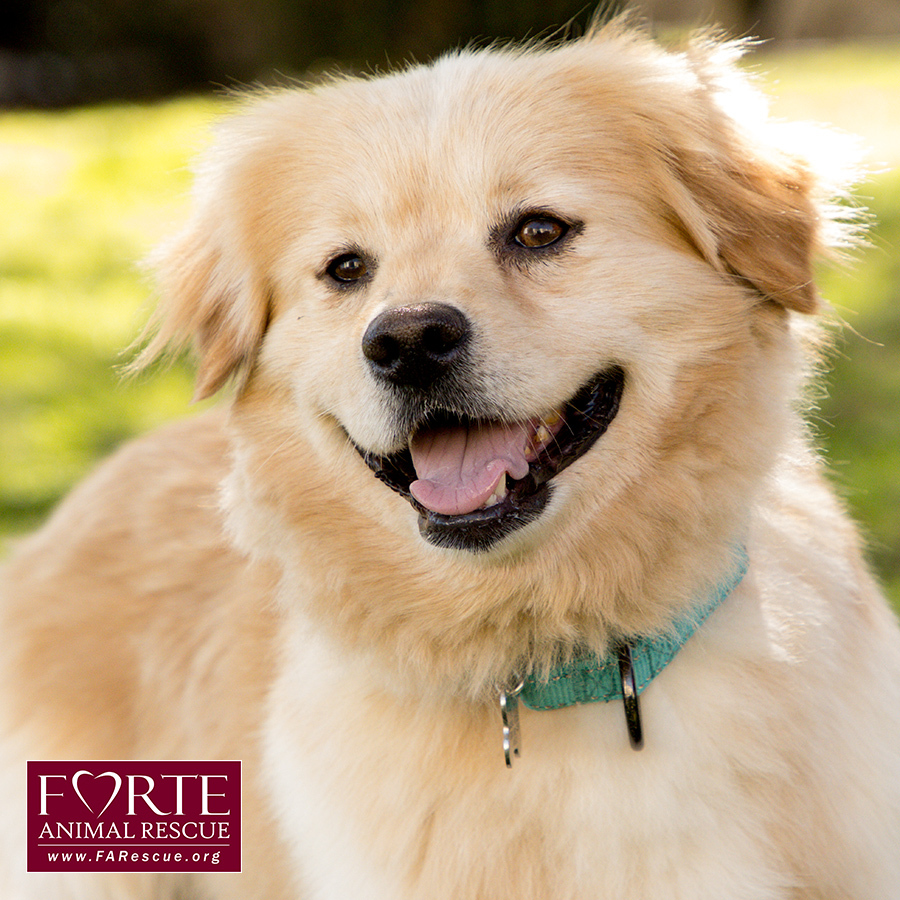 Simon, an adoptable Corgi, Golden Retriever in Marina Del Rey, CA, 90292 | Photo Image 2