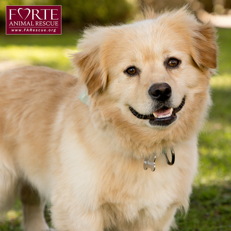Simon, an adoptable Corgi, Golden Retriever in Marina Del Rey, CA, 90292 | Photo Image 5
