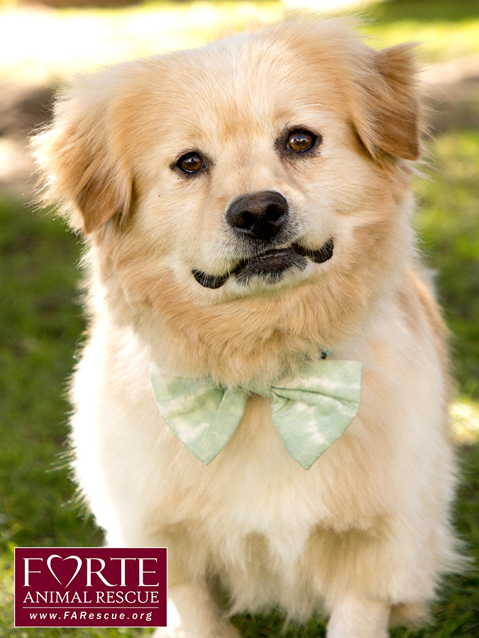 Simon, an adoptable Corgi, Golden Retriever in Marina Del Rey, CA, 90292 | Photo Image 6