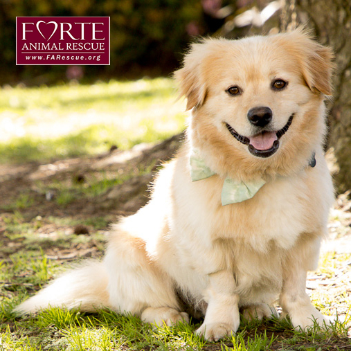 Simon, an adoptable Corgi, Golden Retriever in Marina Del Rey, CA, 90292 | Photo Image 3
