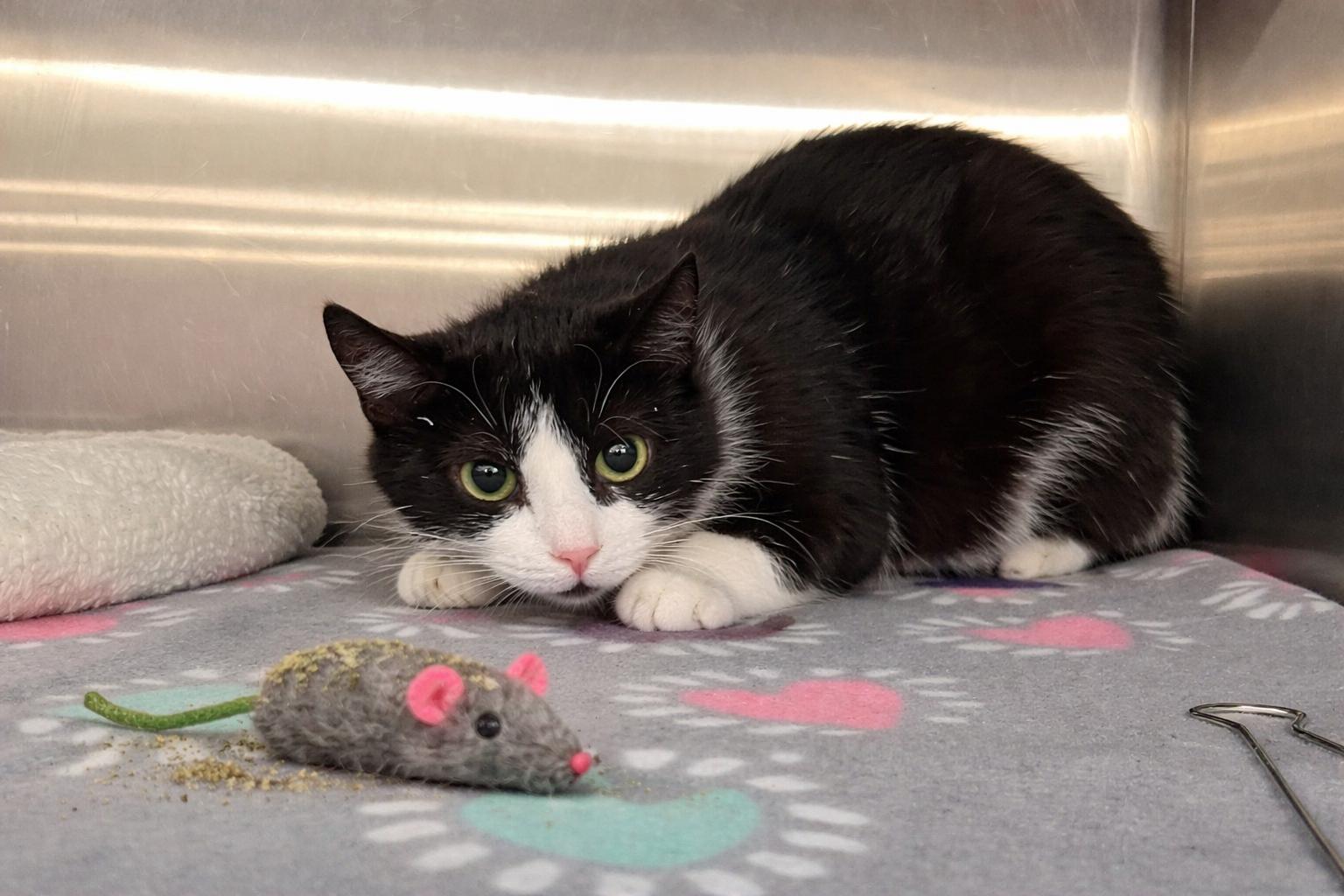 Enlarge Baily, a ADOPTABLE mixed breed in Buffalo, NY image 2/2