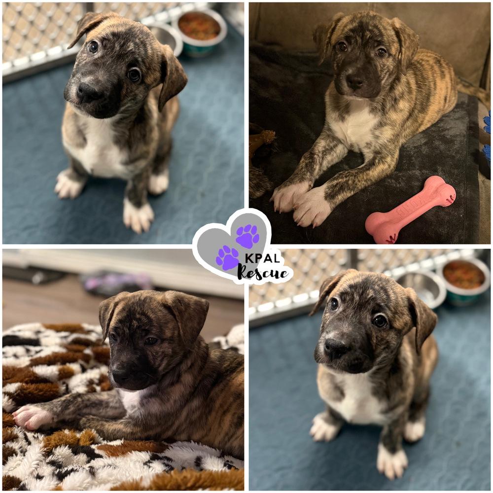 Enlarge Aurora, a Adopted mixed breed in Kenai, AK image 2/3