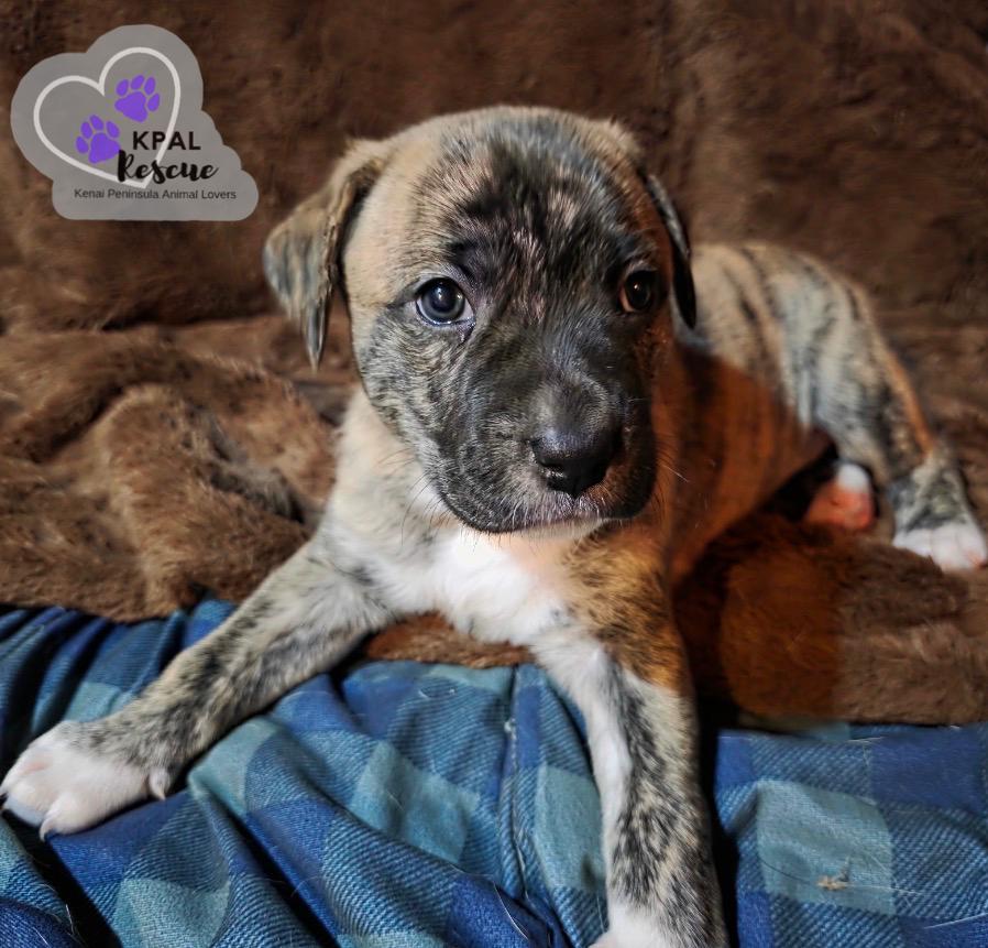 Enlarge Aurora, a Adopted mixed breed in Kenai, AK image 3/3