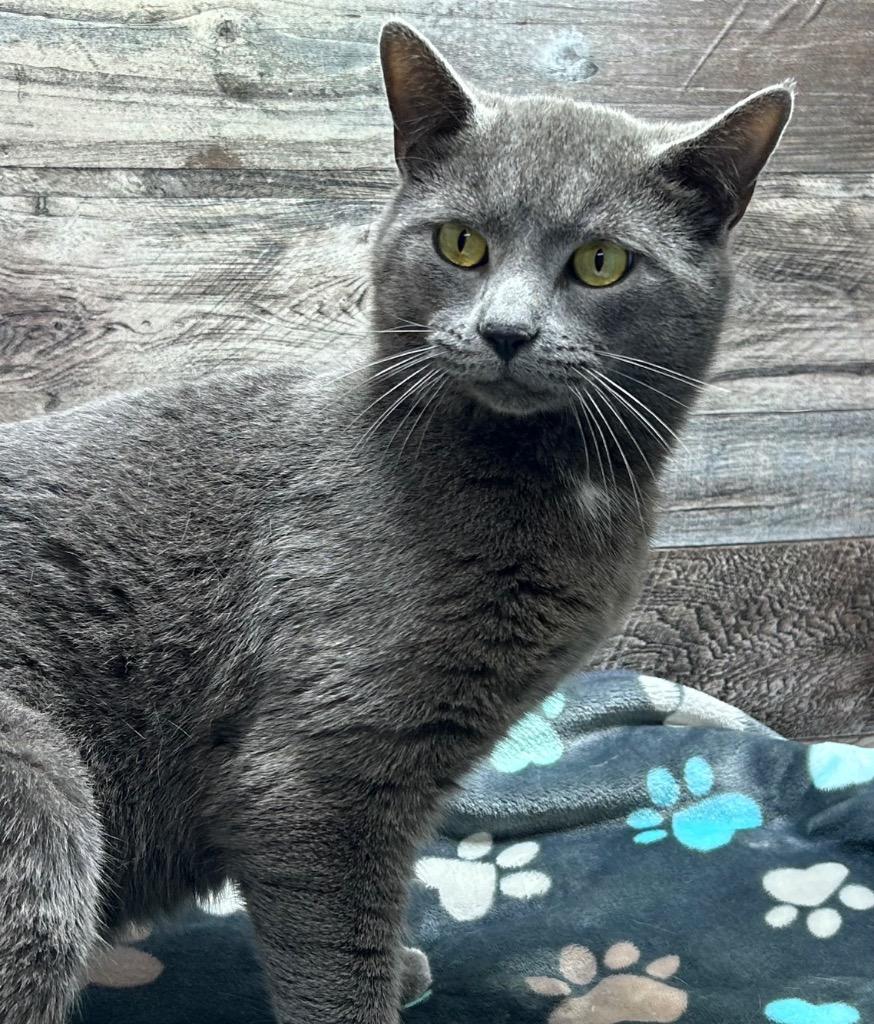 Czar, Adoptable, Young Male Domestic Short Hair.