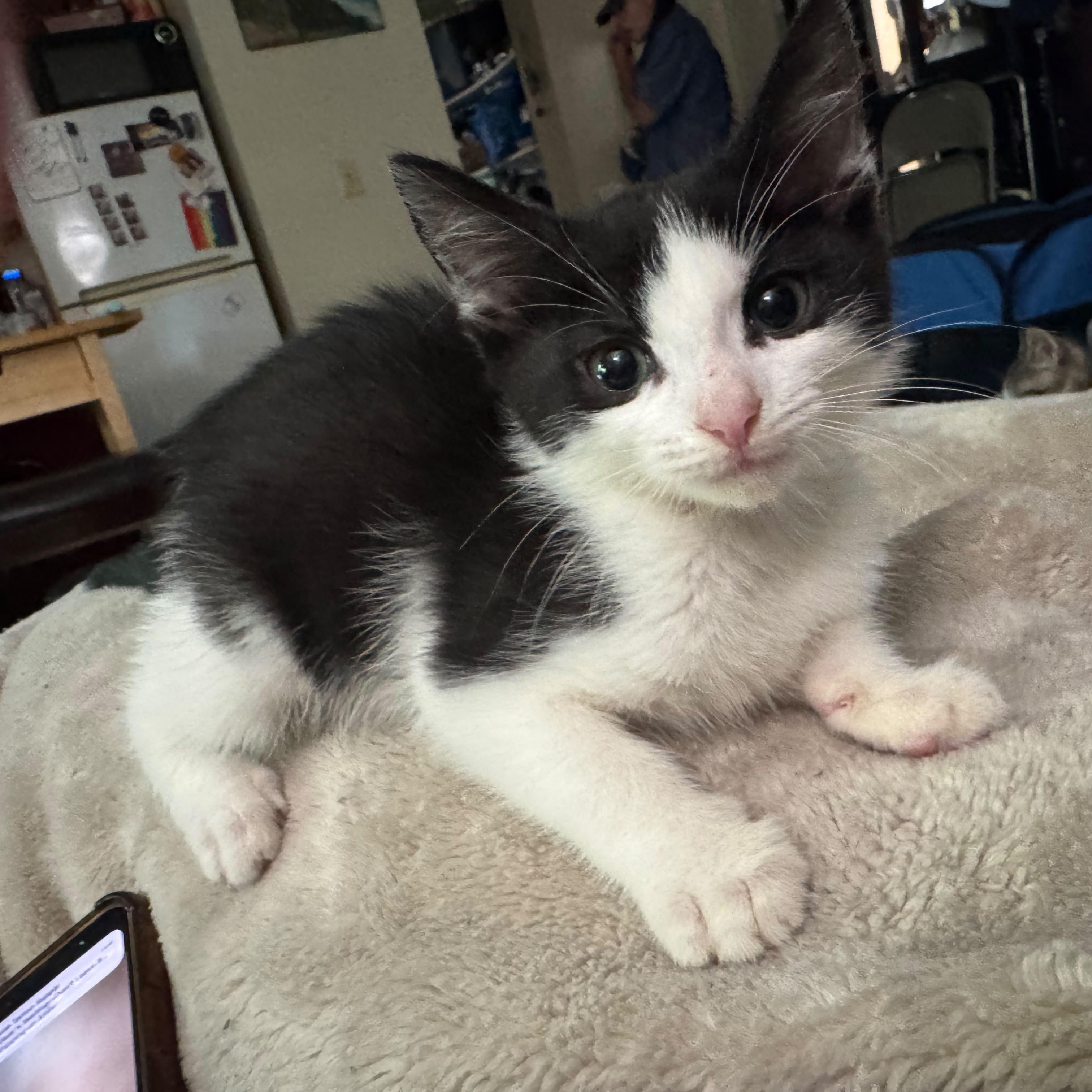 Diamond, an adopted American Shorthair in North Bergen, NJ image 1/6