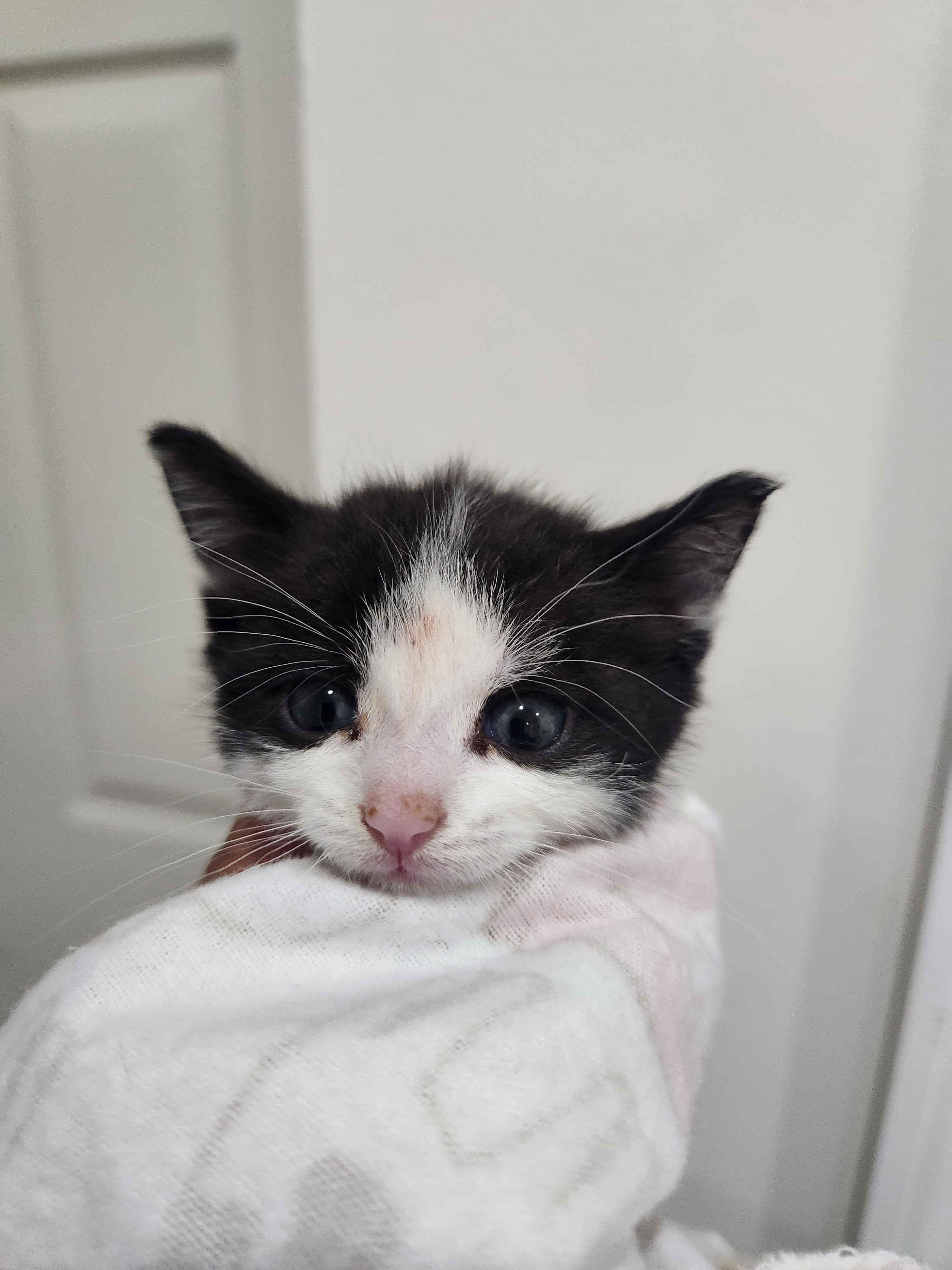 Diamond, an adopted American Shorthair in North Bergen, NJ image 2/6
