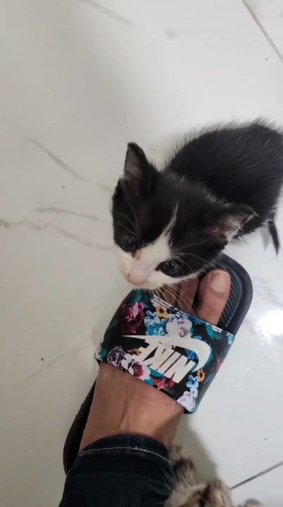 Enlarge Diamond, an adopted American Shorthair in North Bergen, NJ video 6/6