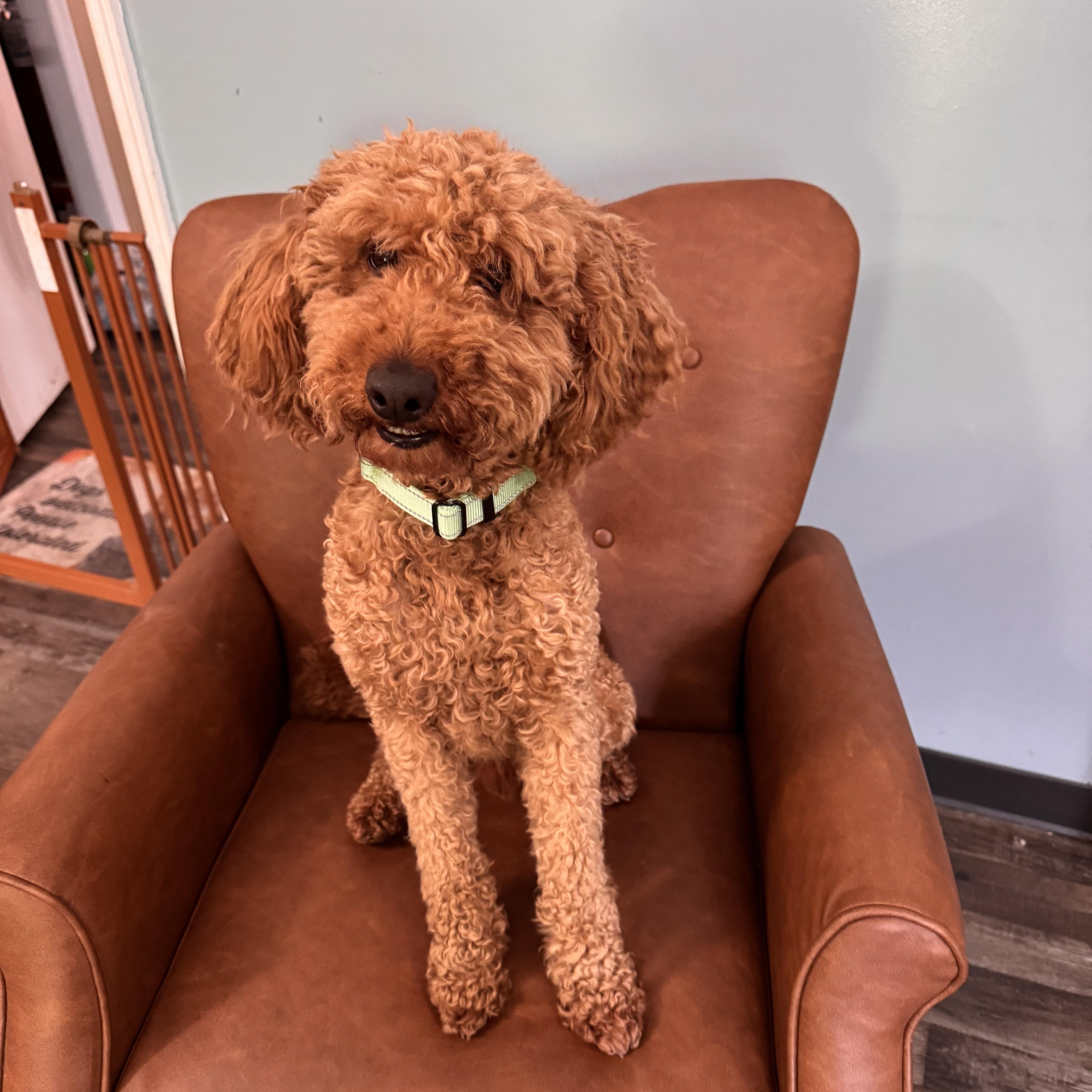 Enlarge Charlie , an adopted Goldendoodle in Sequatchie, TN image 4/4