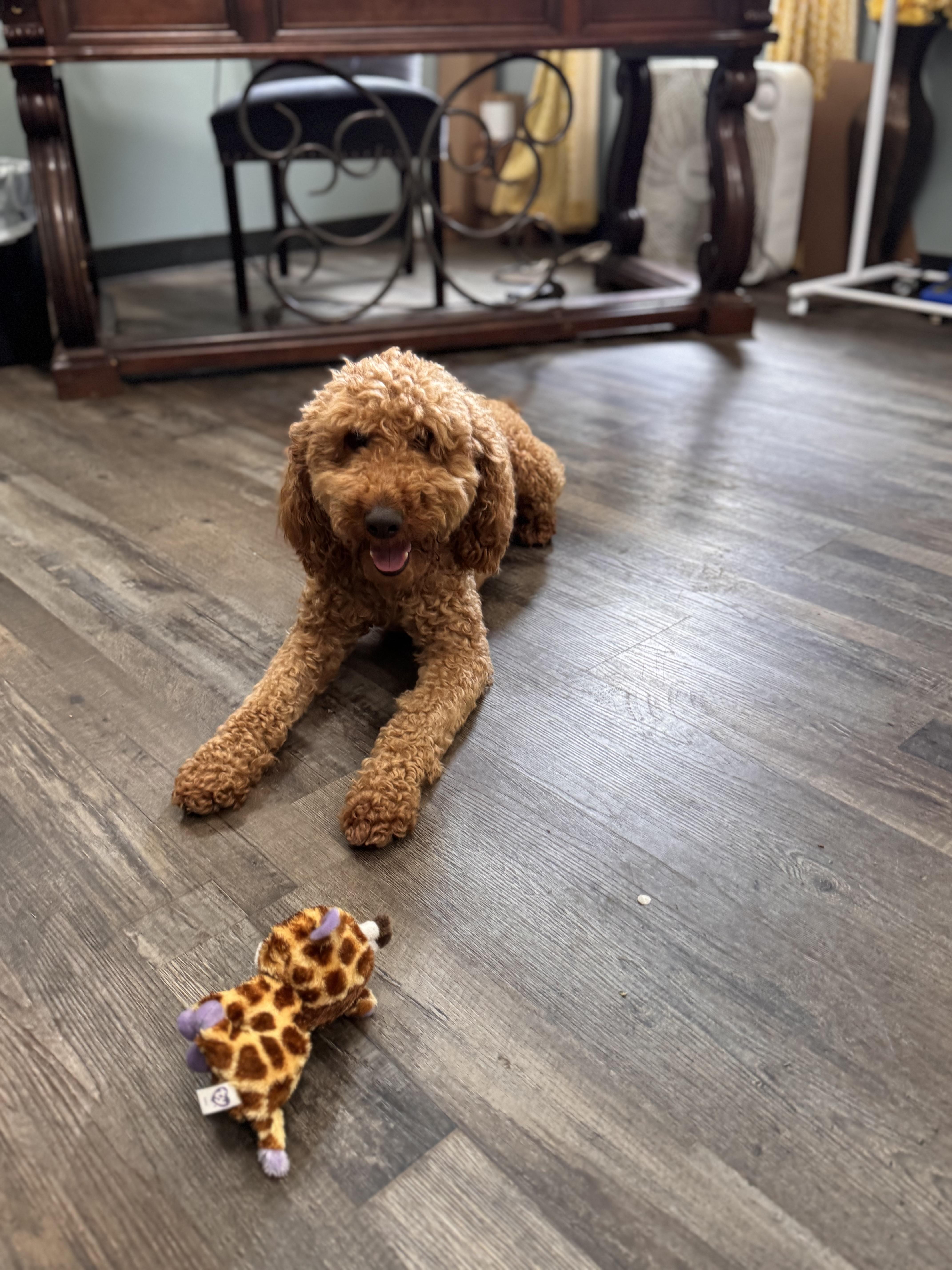Charlie , adopted, Adult Male Goldendoodle.
