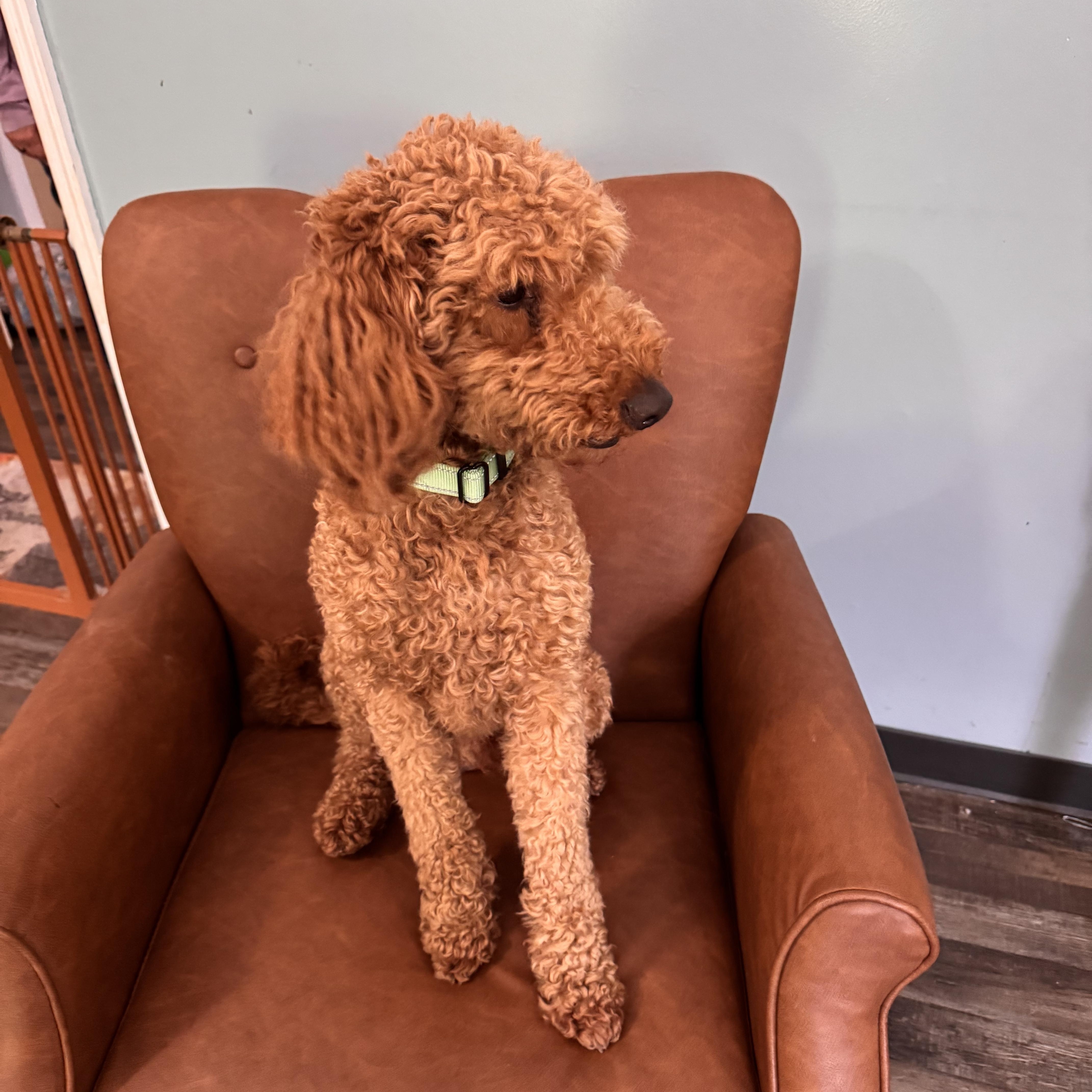 Enlarge Charlie , an adopted Goldendoodle in Sequatchie, TN image 3/4