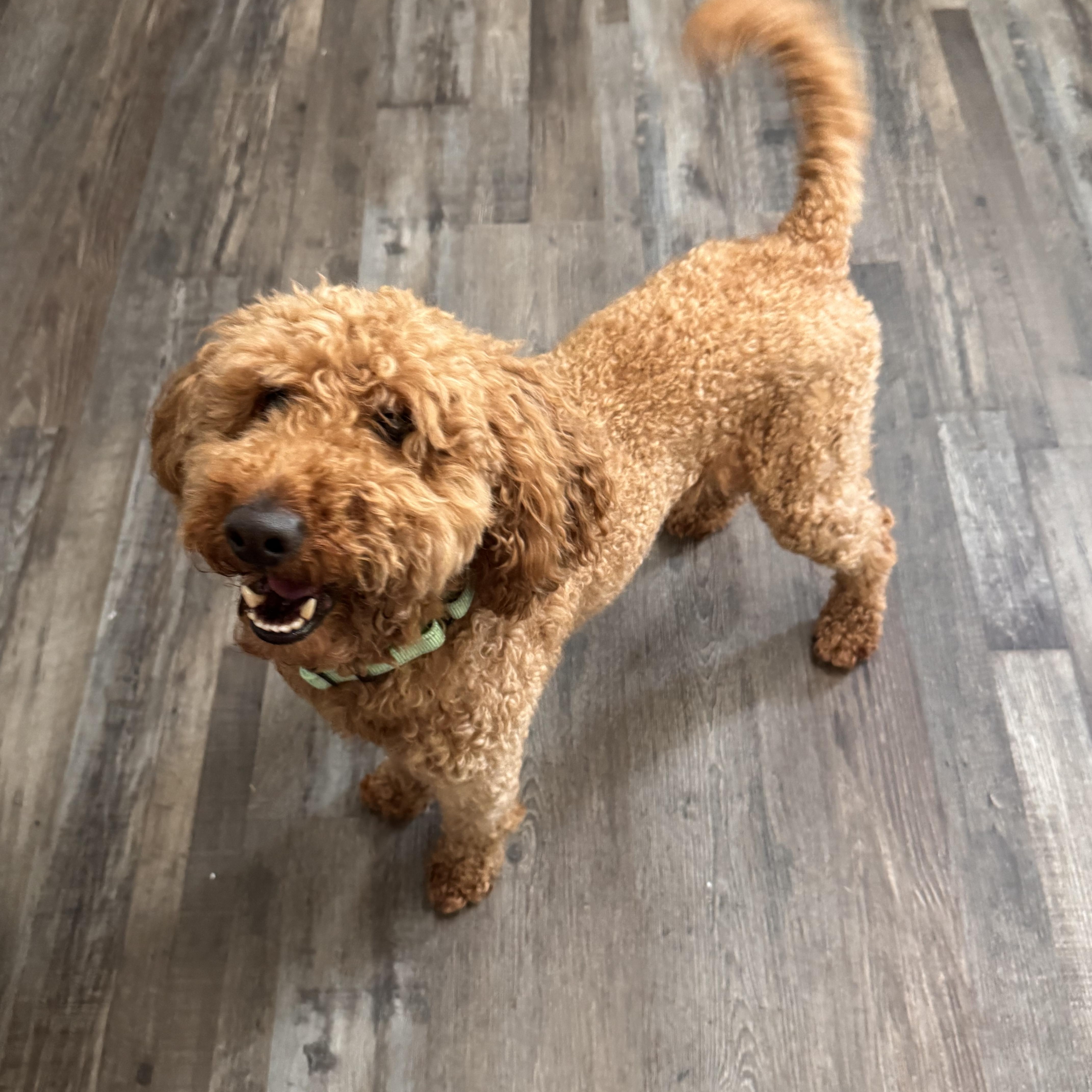Enlarge Charlie , an adopted Goldendoodle in Sequatchie, TN image 2/4