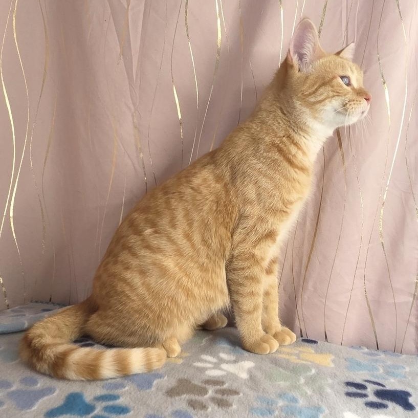 Enlarge Butternut, an adopted Domestic Short Hair in Whitehall, PA image 4/5