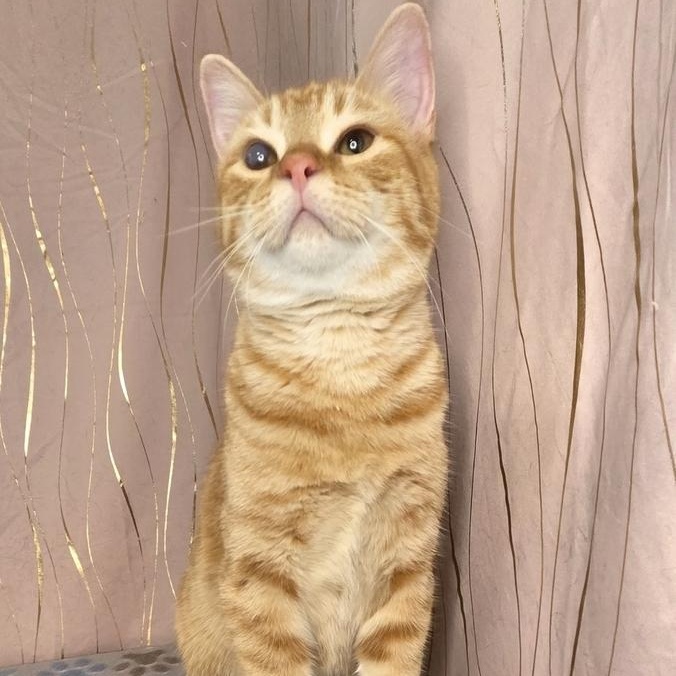 Enlarge Butternut, an adopted Domestic Short Hair in Whitehall, PA image 5/5