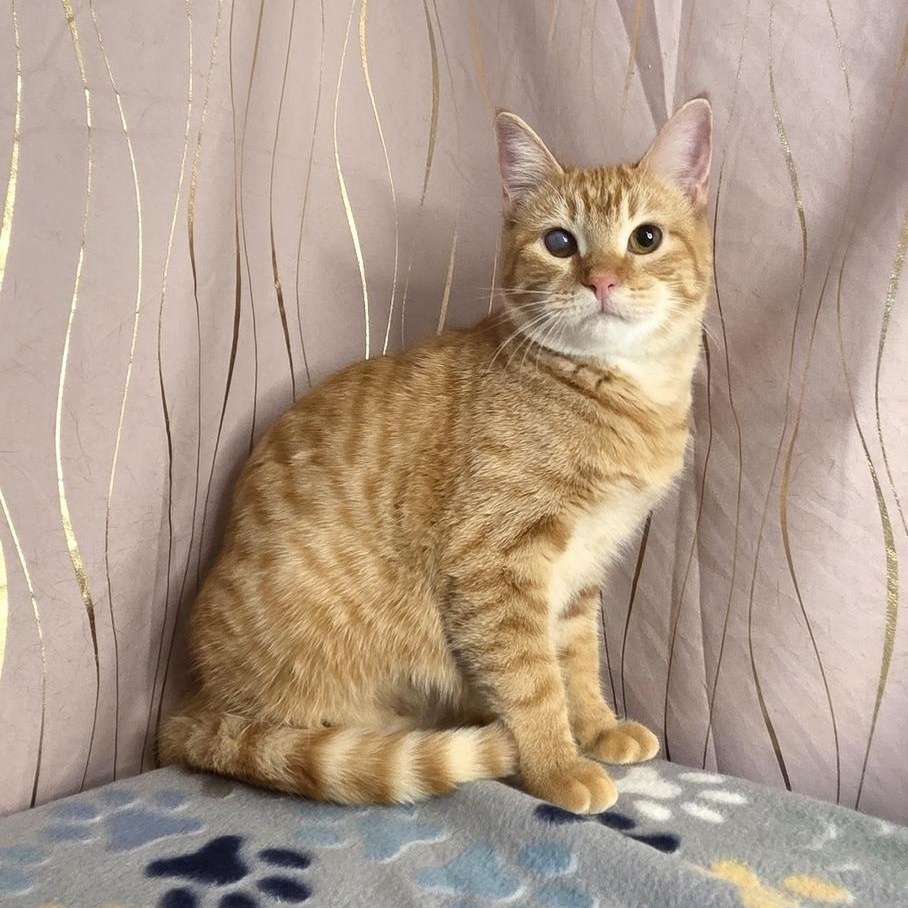 Butternut, adopted, Young Female Domestic Short Hair.