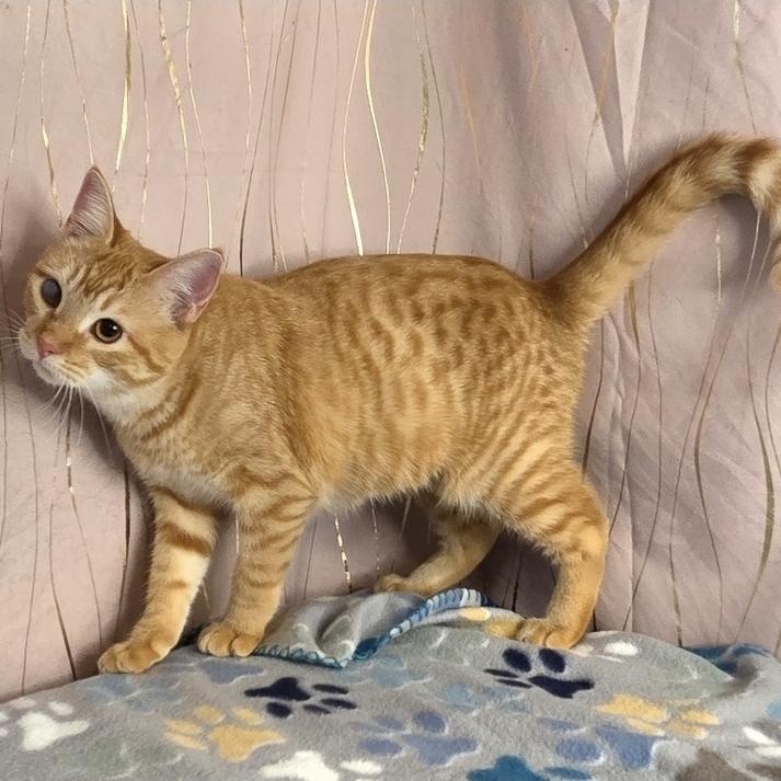 Enlarge Butternut, an adopted Domestic Short Hair in Whitehall, PA image 2/5